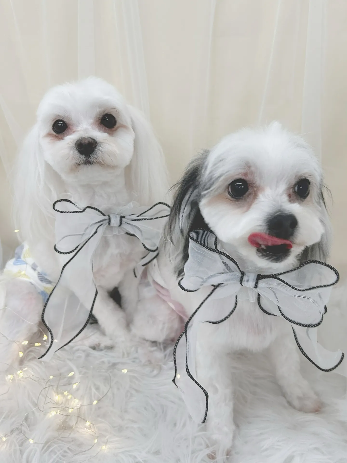 ୨୧ ∴トリミングサロン∴ ୨୧