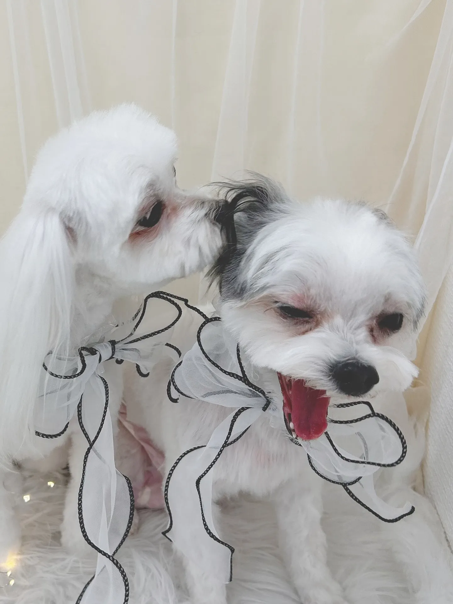 ୨୧ ∴トリミングサロン∴ ୨୧