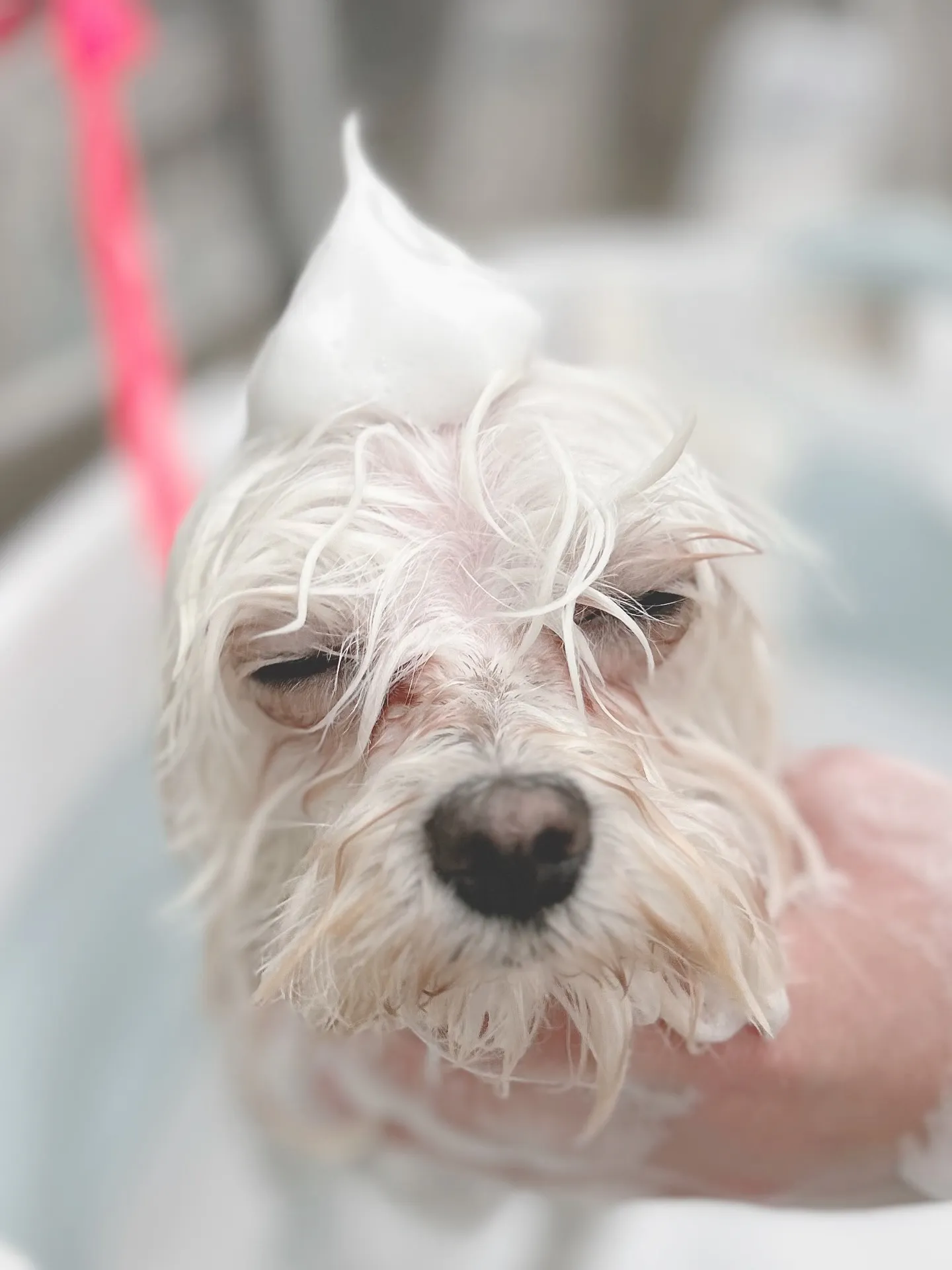 ୨୧ ∴トリミングサロン∴ ୨୧