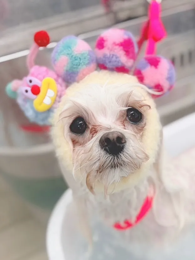 ୨୧ ∴トリミングサロン∴ ୨୧