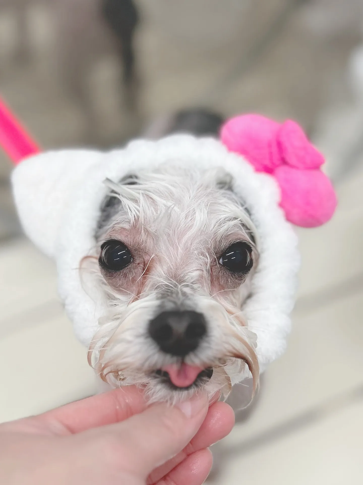 ୨୧ ∴トリミングサロン∴ ୨୧