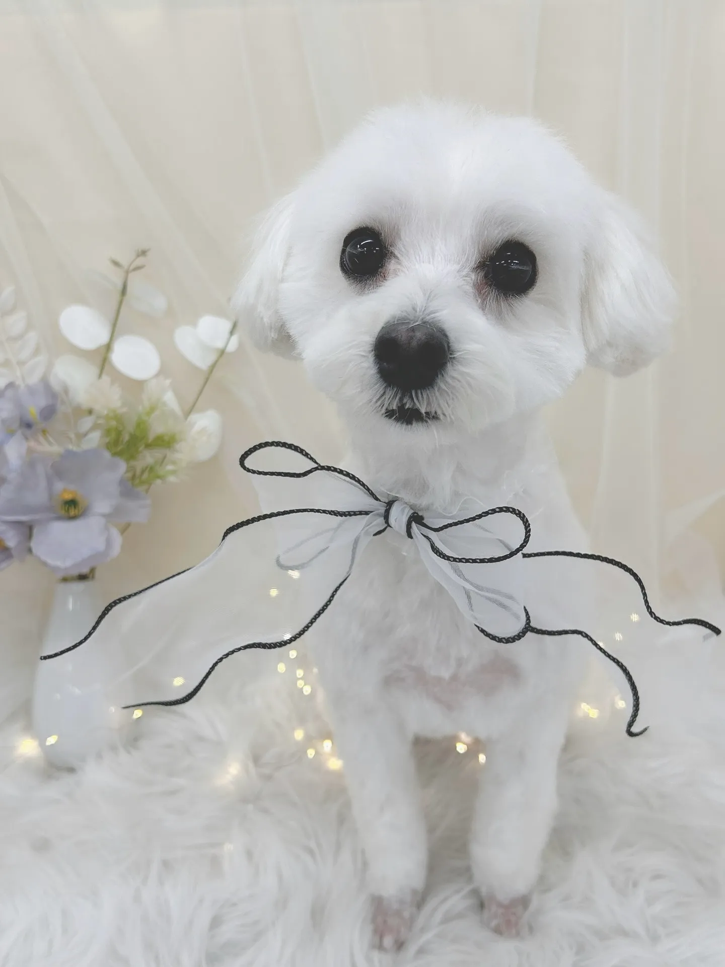 ୨୧ ∴トリミングサロン∴ ୨୧