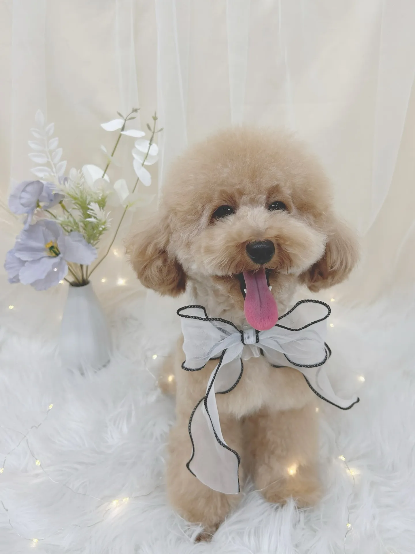 ୨୧ ∴トリミングサロン∴ ୨୧