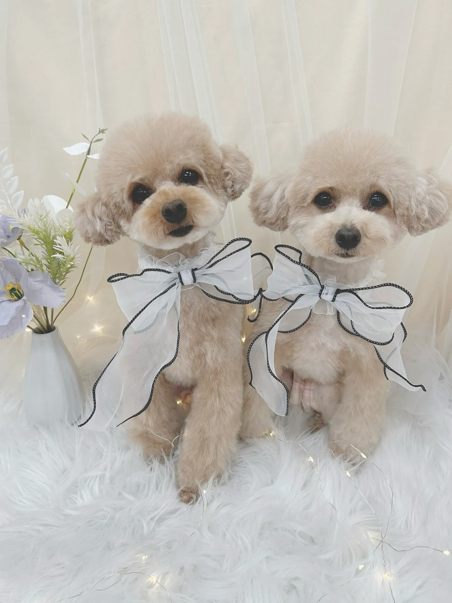 ୨୧ ∴トリミングサロン∴ ୨୧