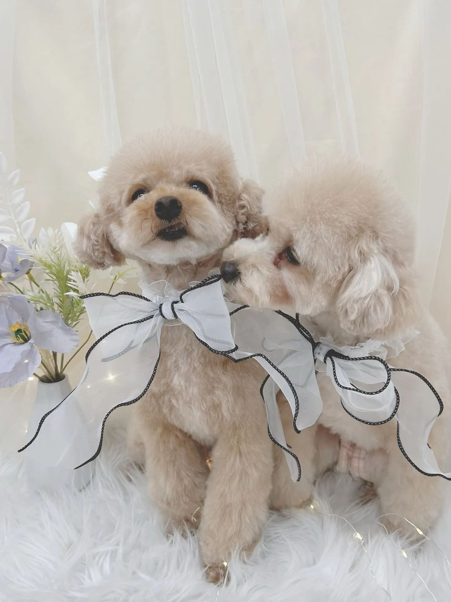 ୨୧ ∴トリミングサロン∴ ୨୧