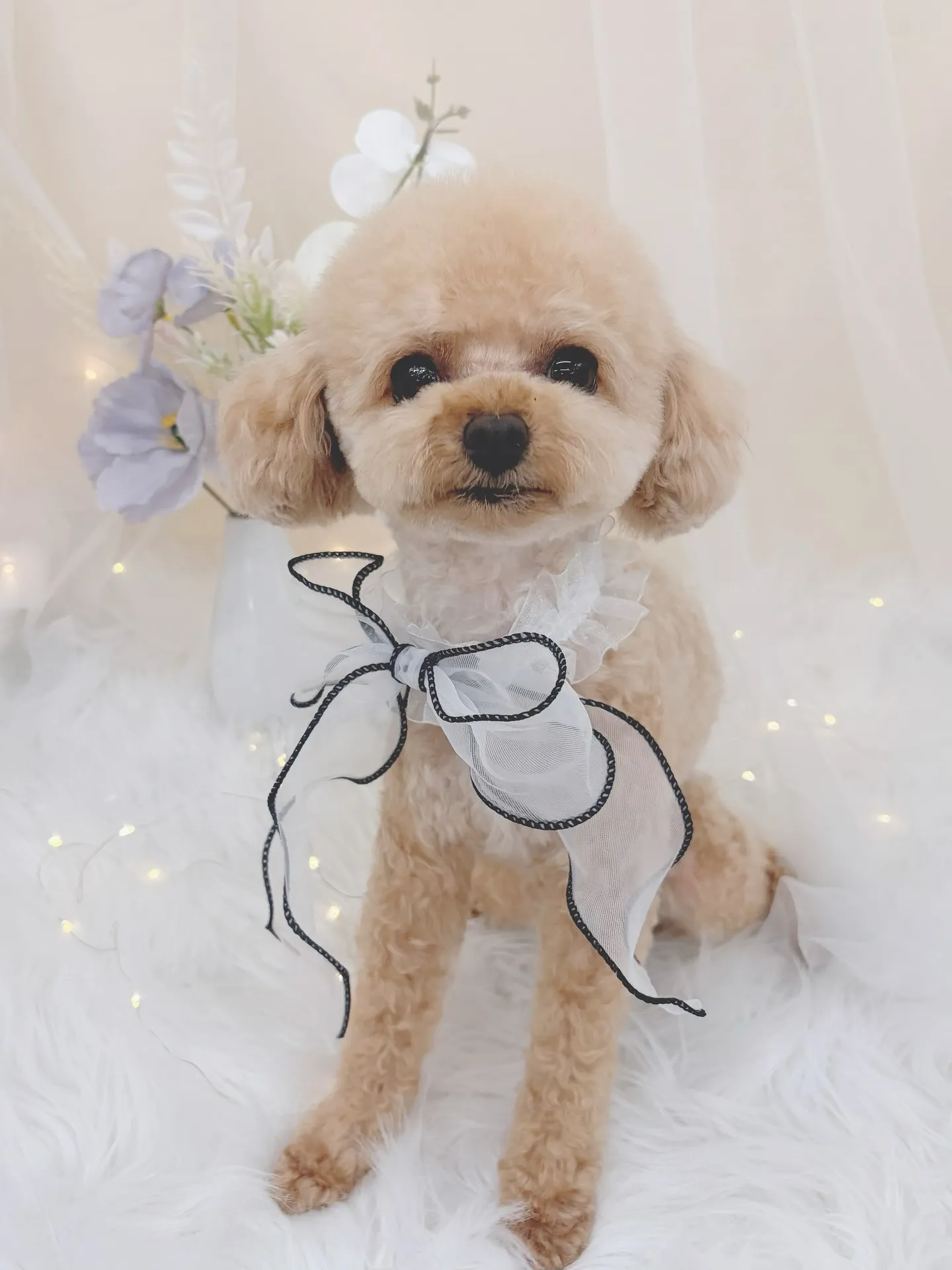 ୨୧ ∴トリミングサロン∴ ୨୧