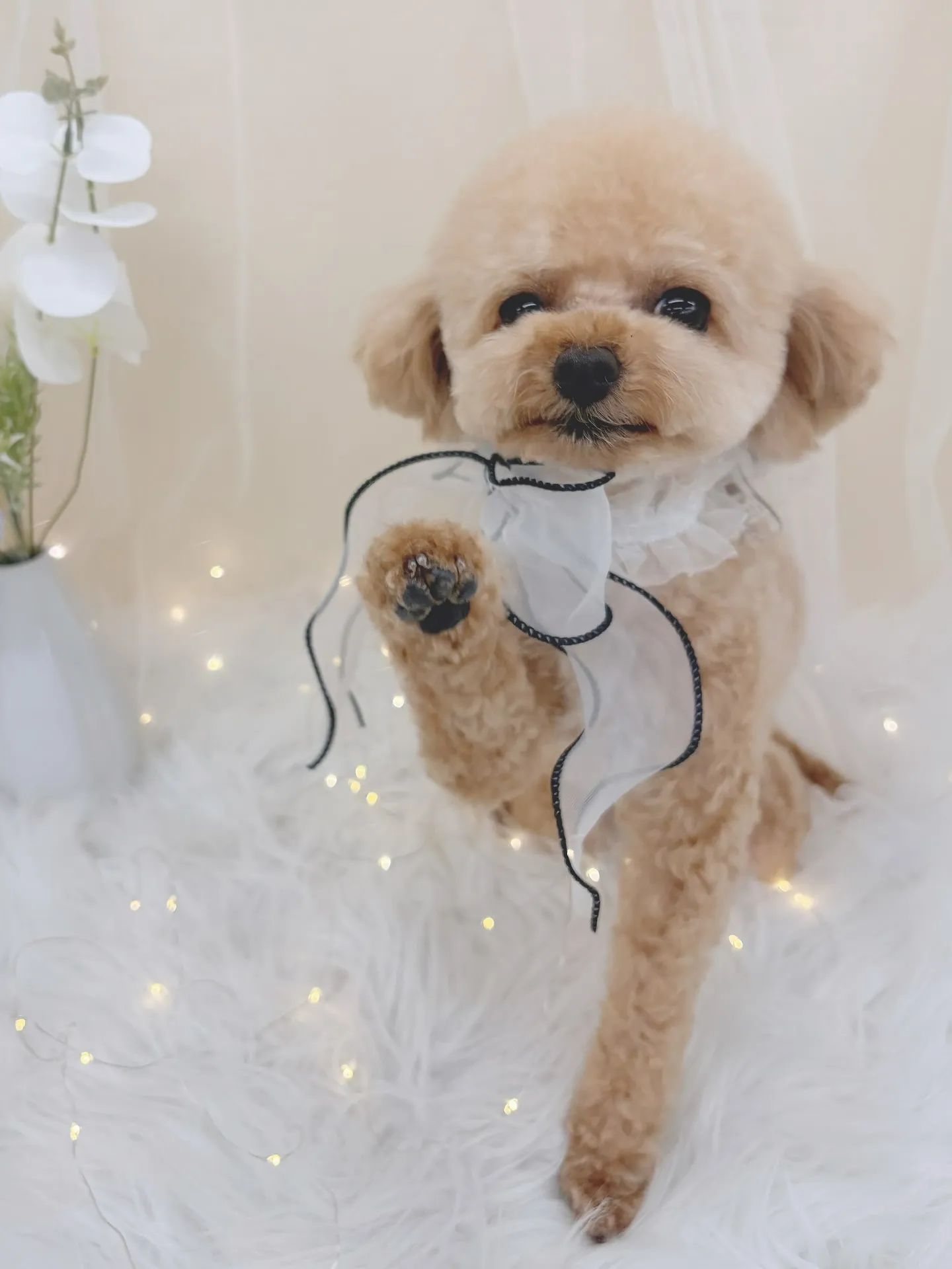 ୨୧ ∴トリミングサロン∴ ୨୧