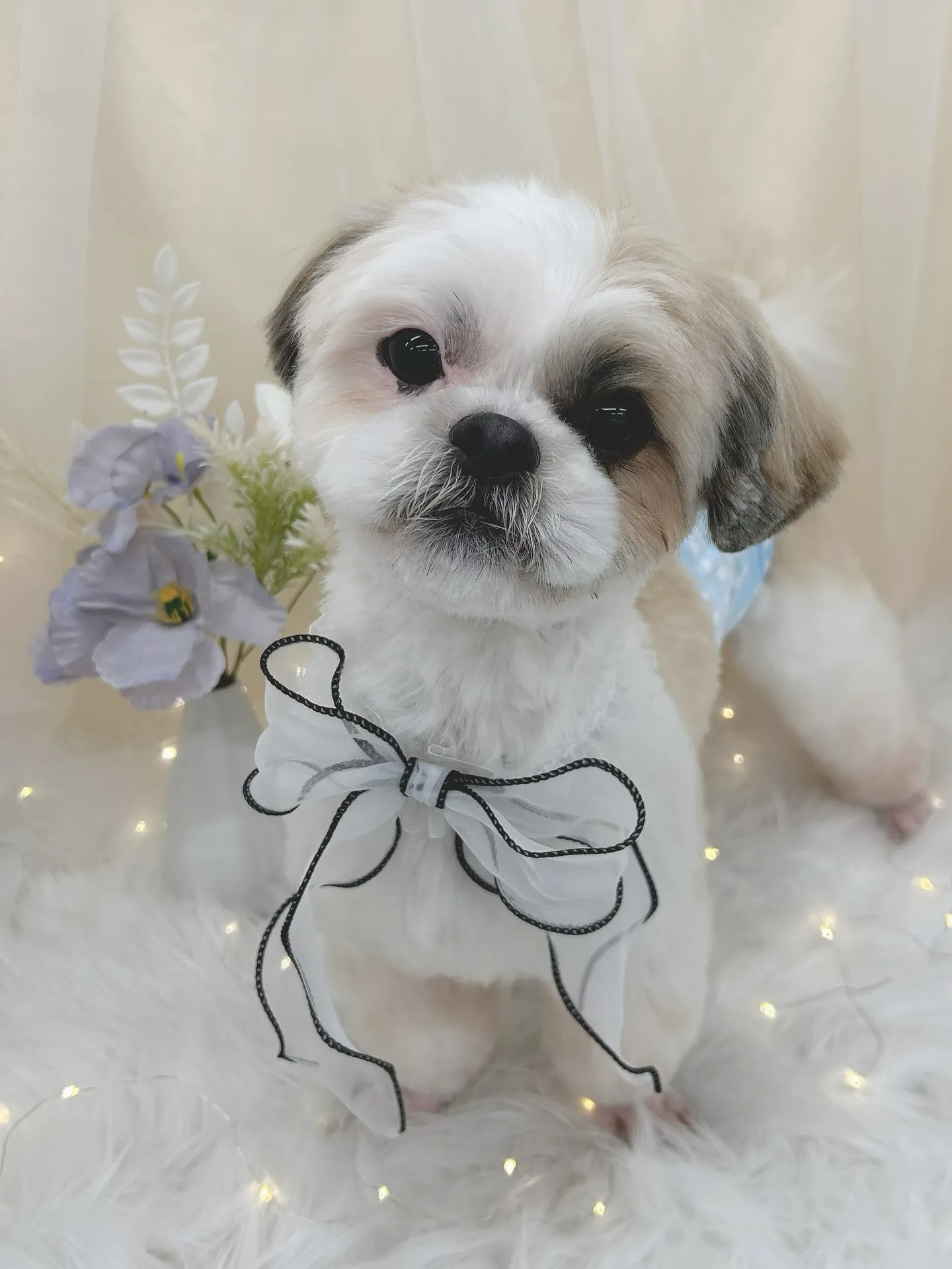 ୨୧ ∴トリミングサロン∴ ୨୧