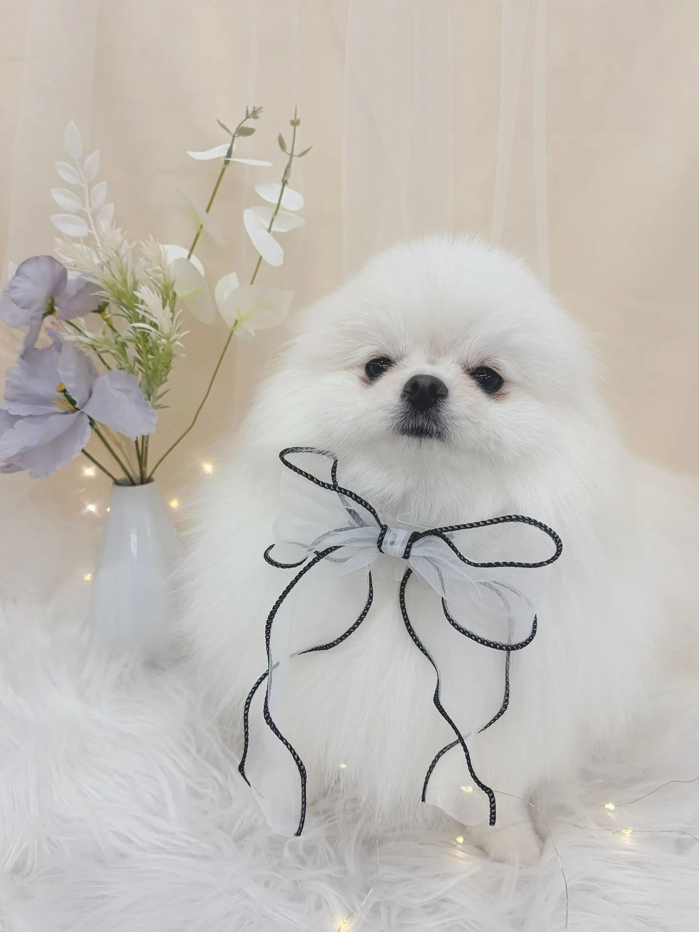 ୨୧ ∴トリミングサロン∴ ୨୧