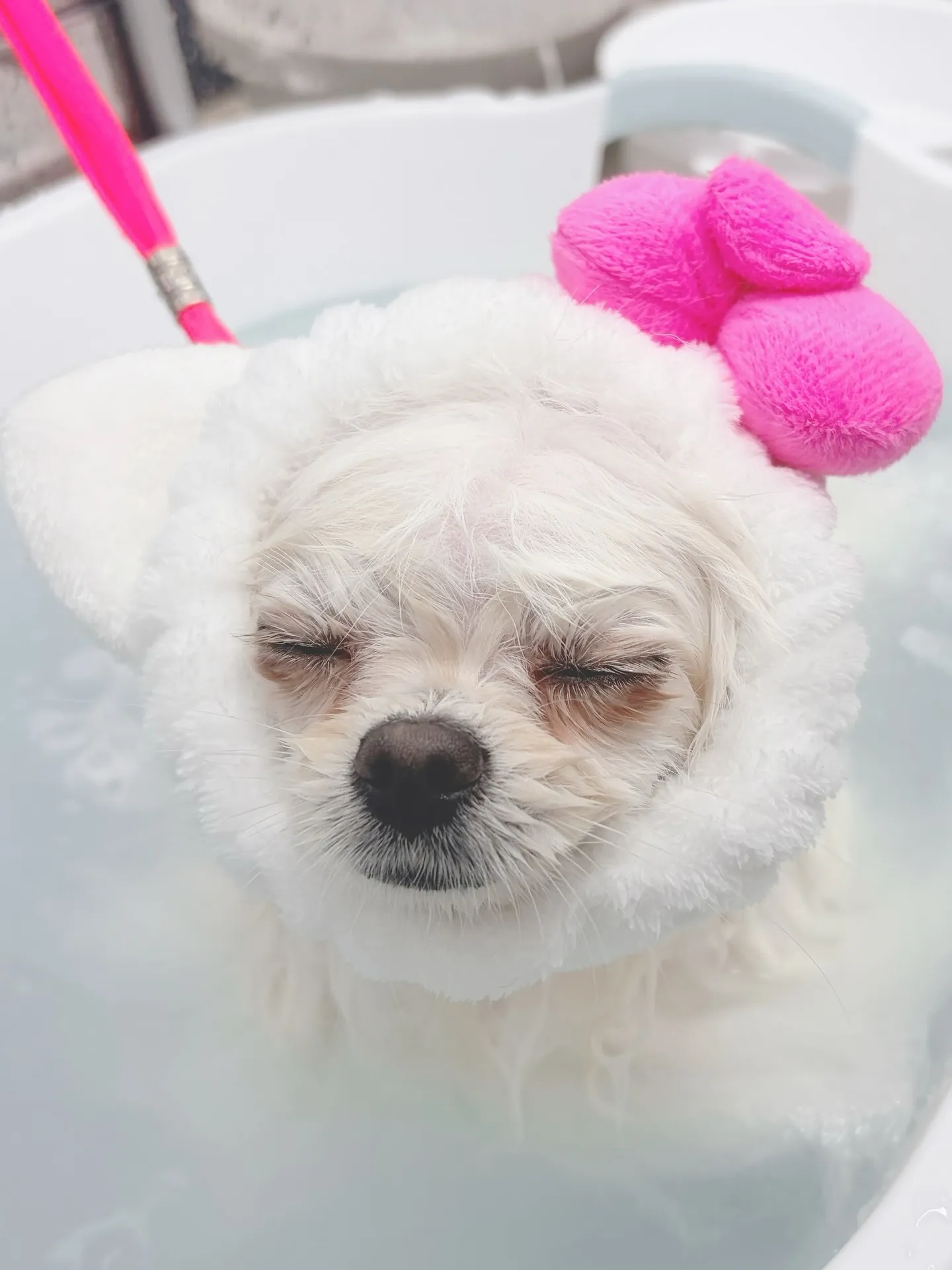 ୨୧ ∴トリミングサロン∴ ୨୧