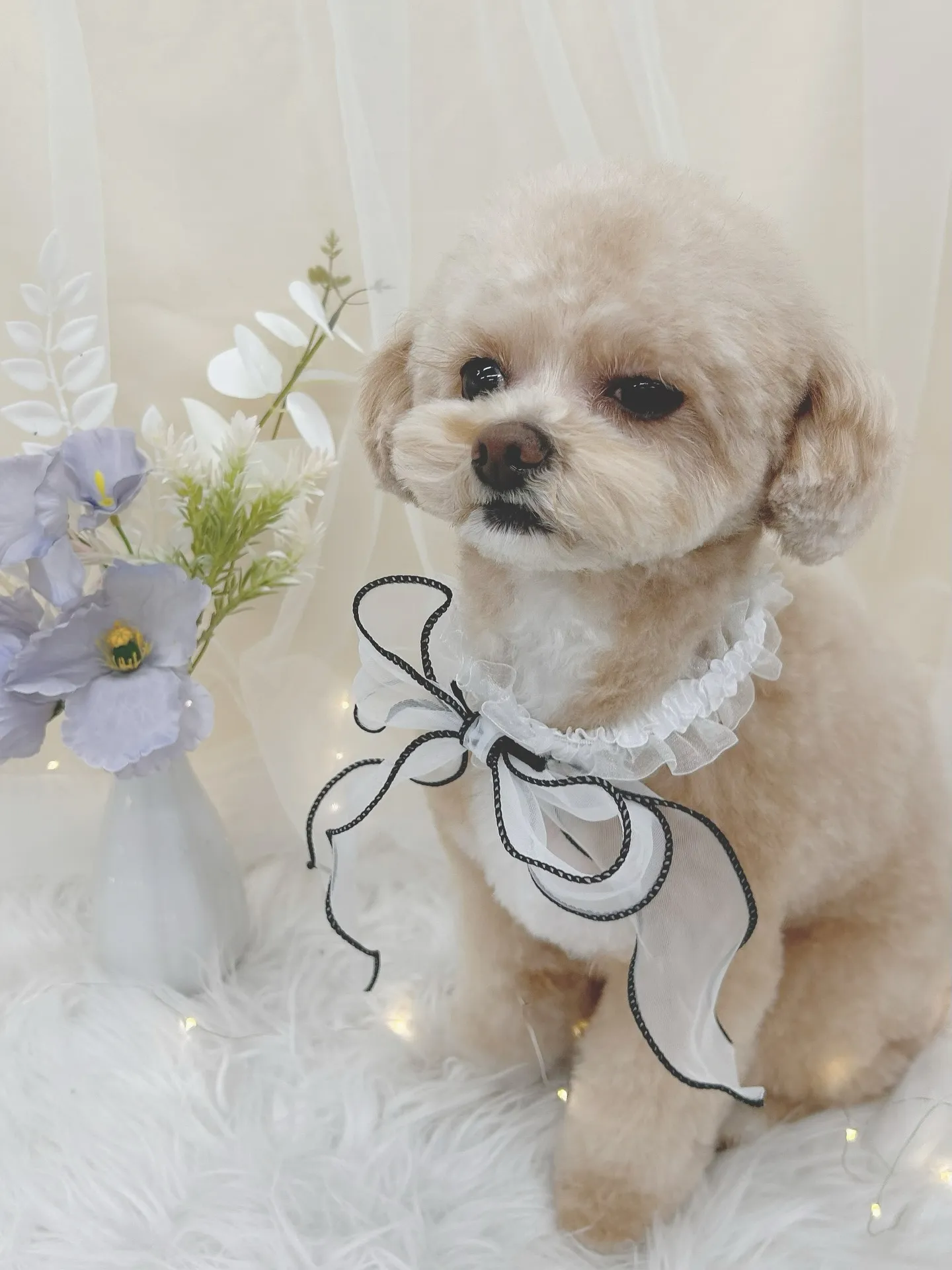 ୨୧ ∴トリミングサロン∴ ୨୧