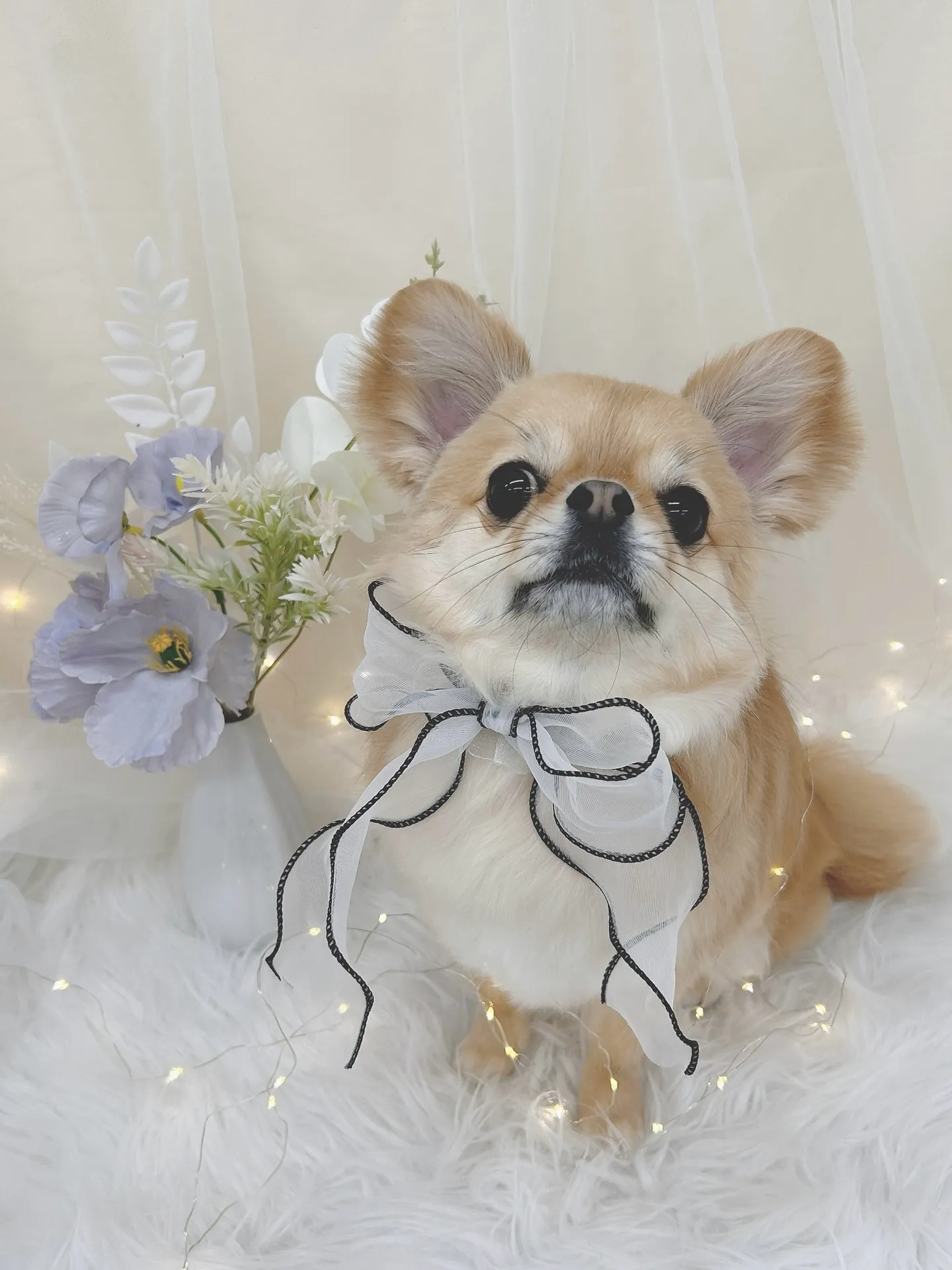 ୨୧ ∴トリミングサロン∴ ୨୧