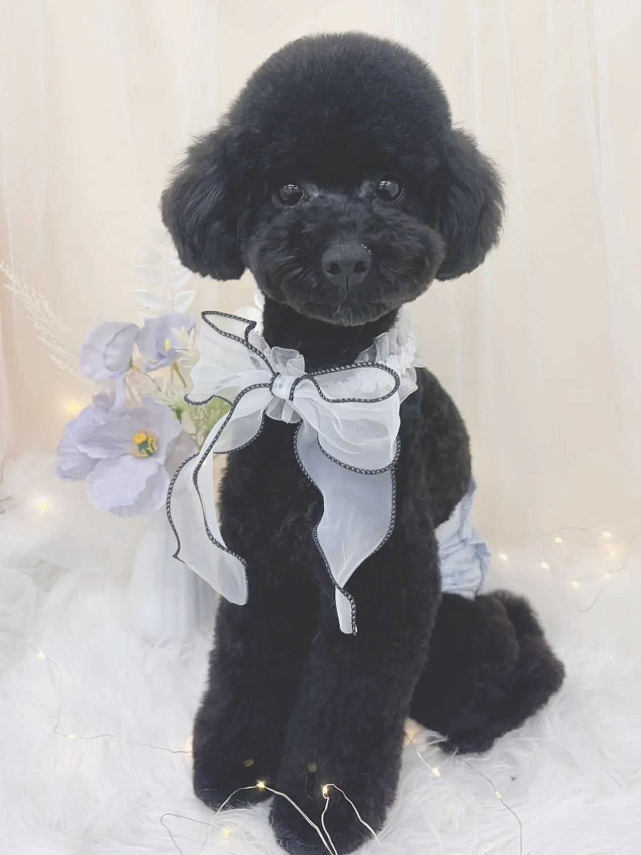 ୨୧ ∴トリミングサロン∴ ୨୧