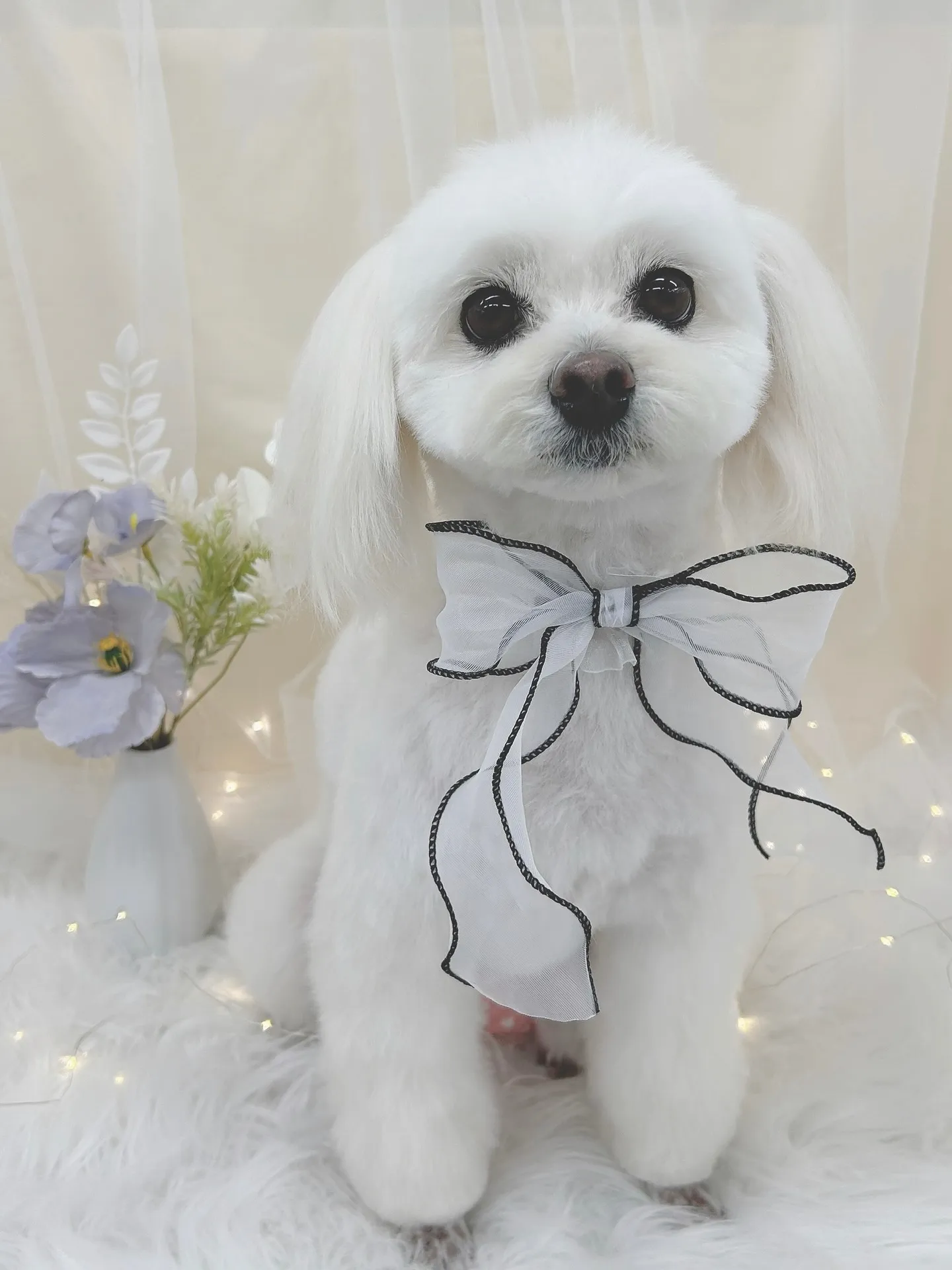 ୨୧ ∴トリミングサロン∴ ୨୧