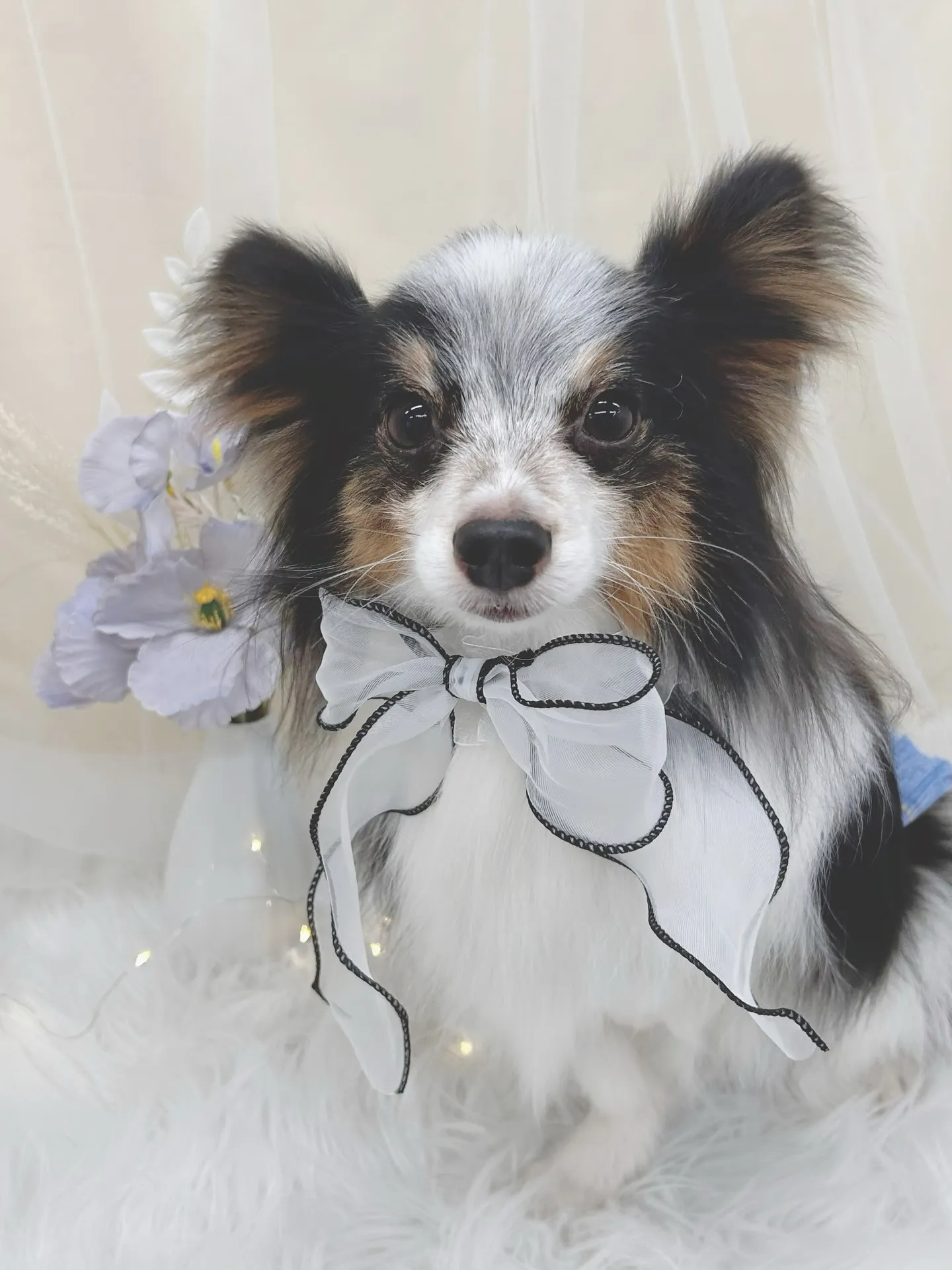 ୨୧ ∴トリミングサロン∴ ୨୧