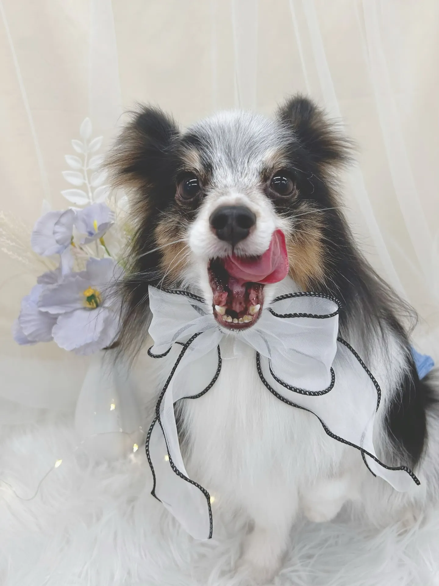 ୨୧ ∴トリミングサロン∴ ୨୧