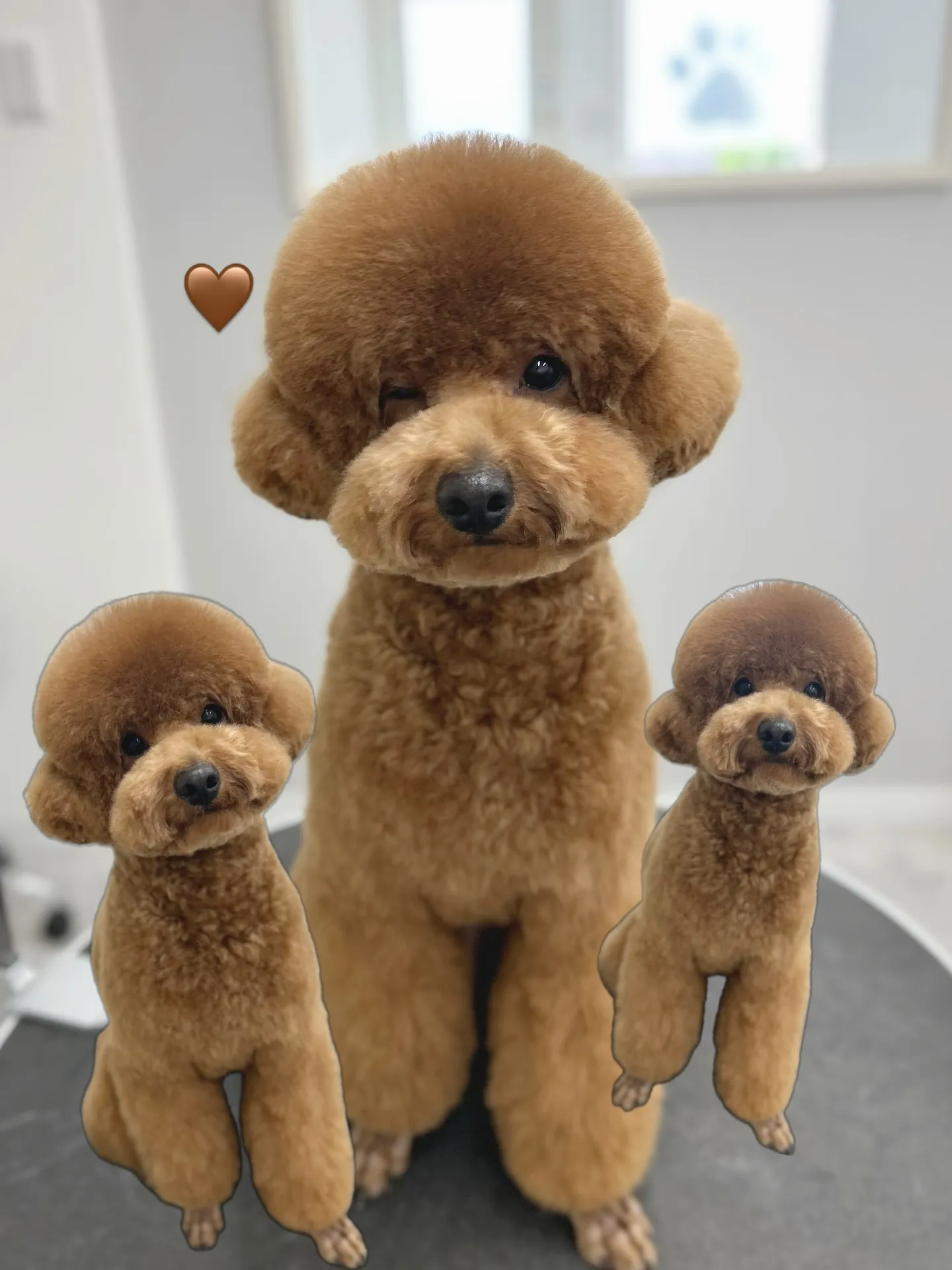 ୨୧ ∴ペットサロン∴ ୨୧