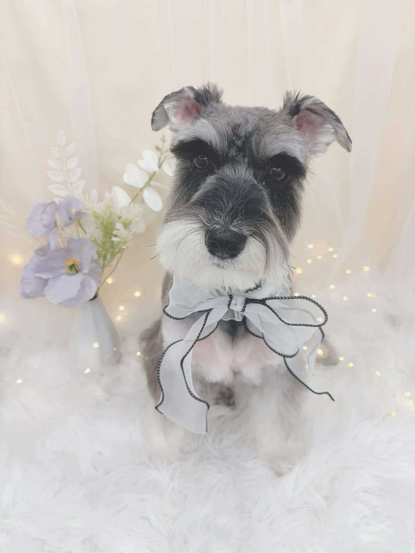 ୨୧ ∴トリミングサロン∴ ୨୧