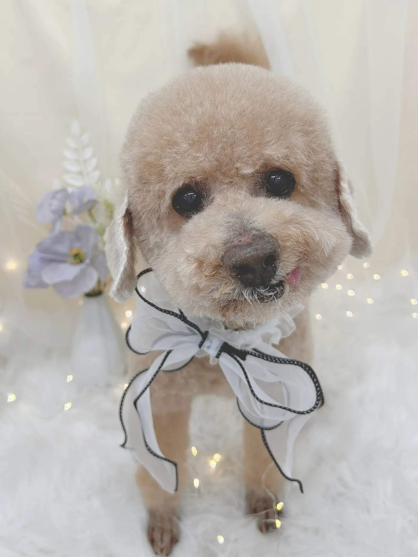 ୨୧ ∴トリミングサロン∴ ୨୧