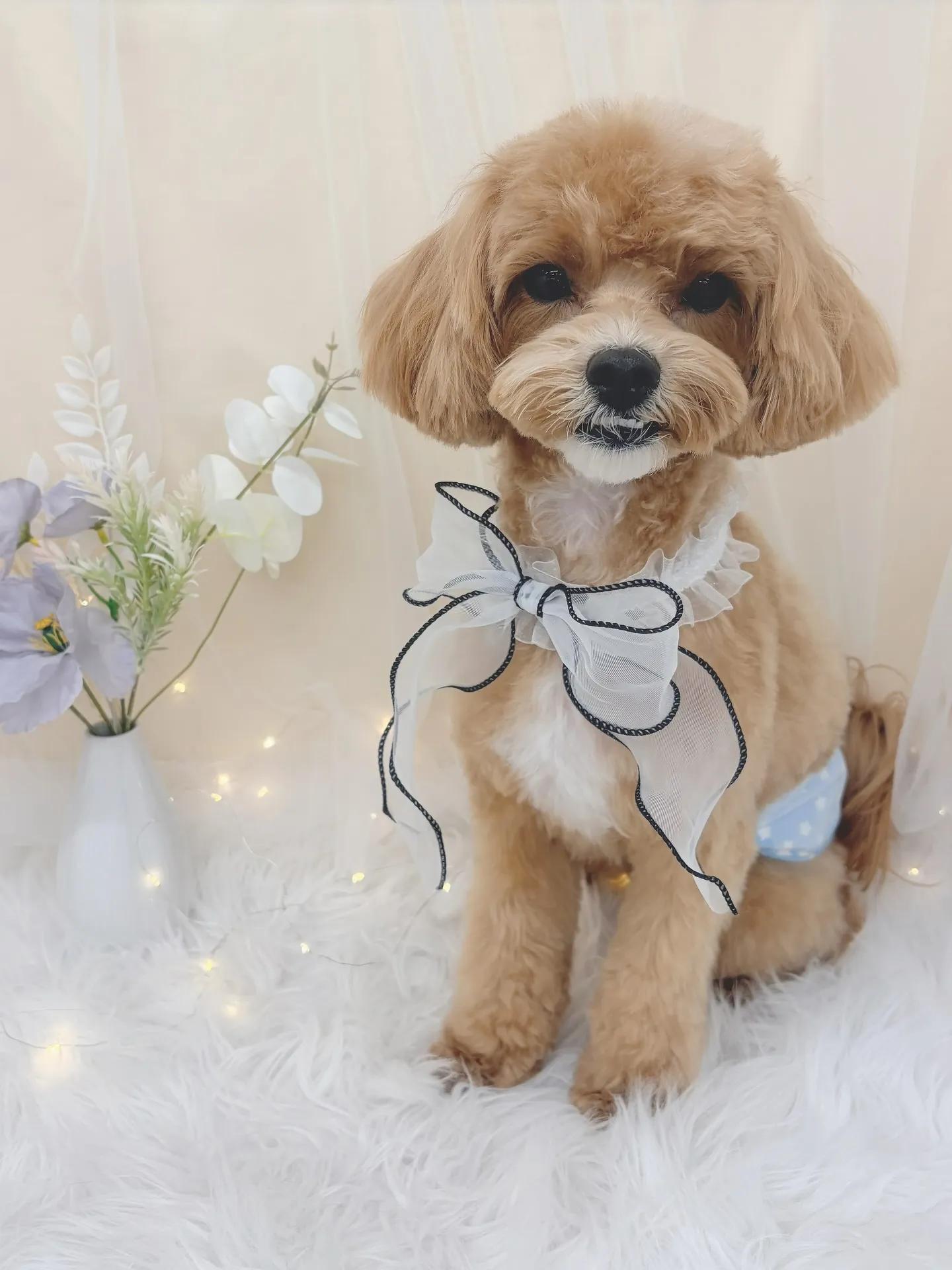 ୨୧ ∴トリミングサロン∴ ୨୧