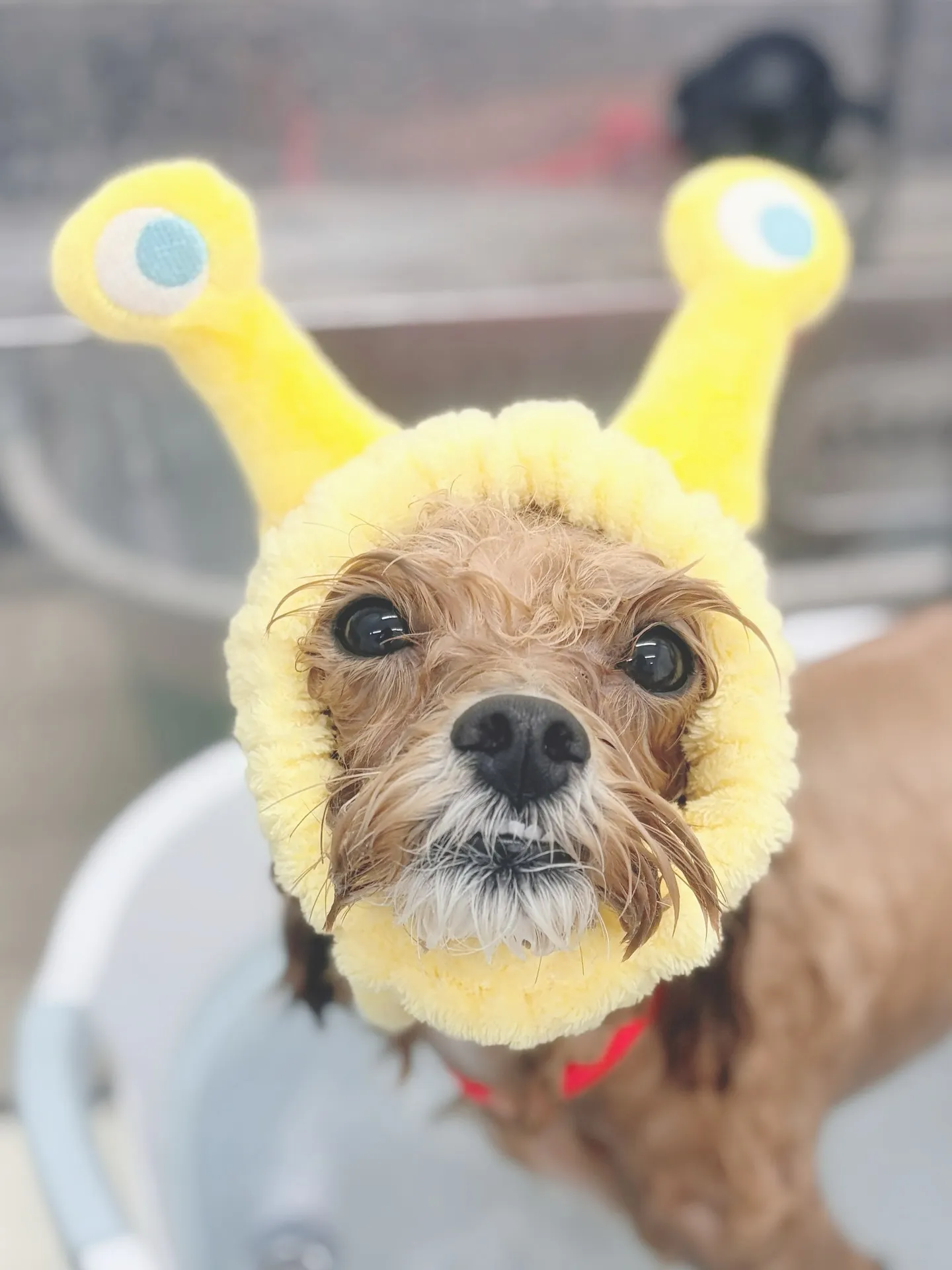 ୨୧ ∴トリミングサロン∴ ୨୧