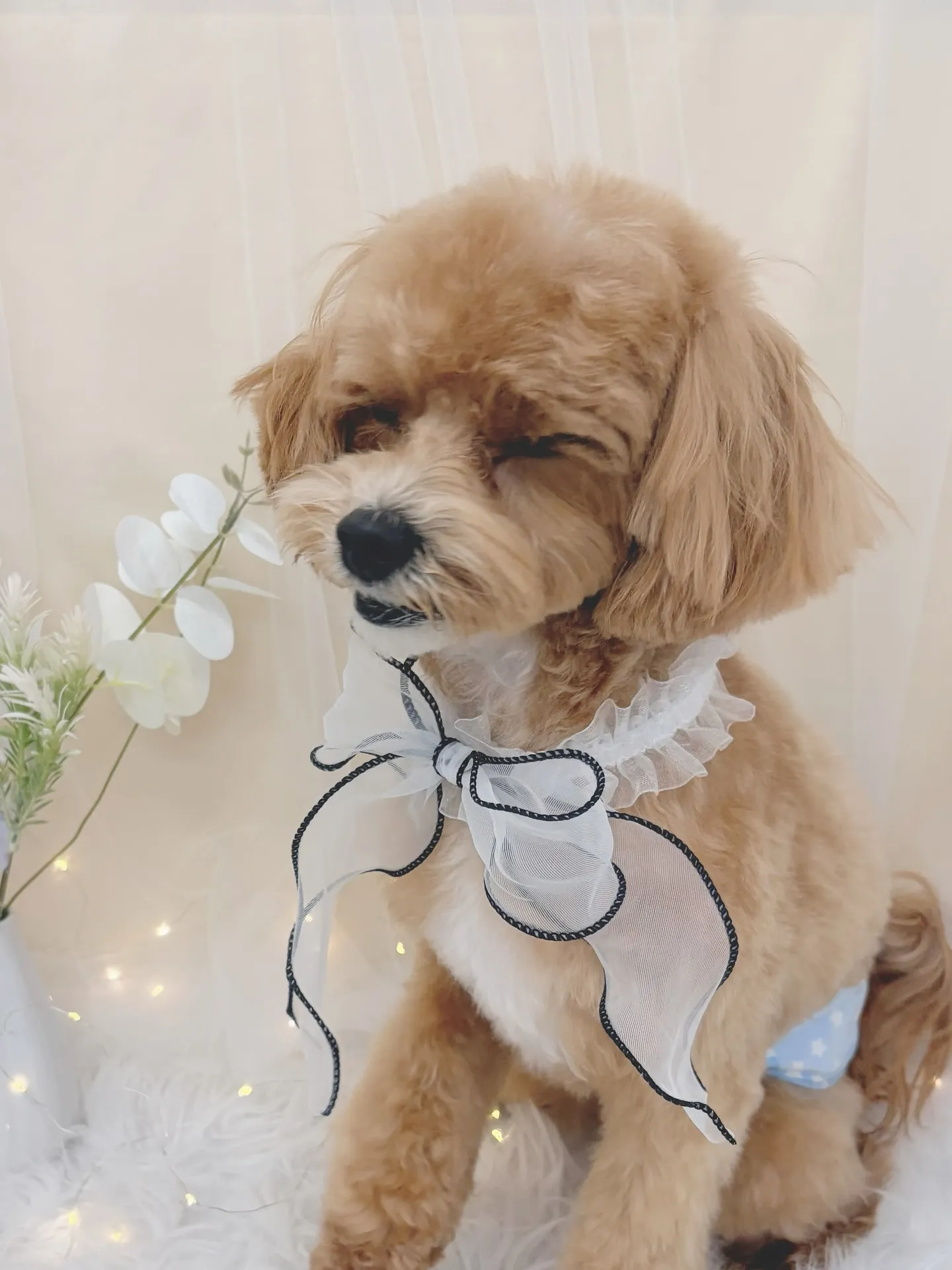 ୨୧ ∴トリミングサロン∴ ୨୧