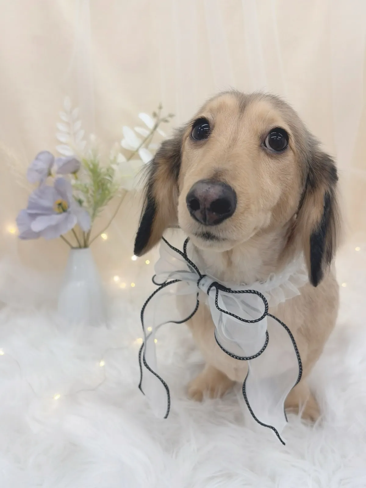 ୨୧ ∴トリミングサロン∴ ୨୧