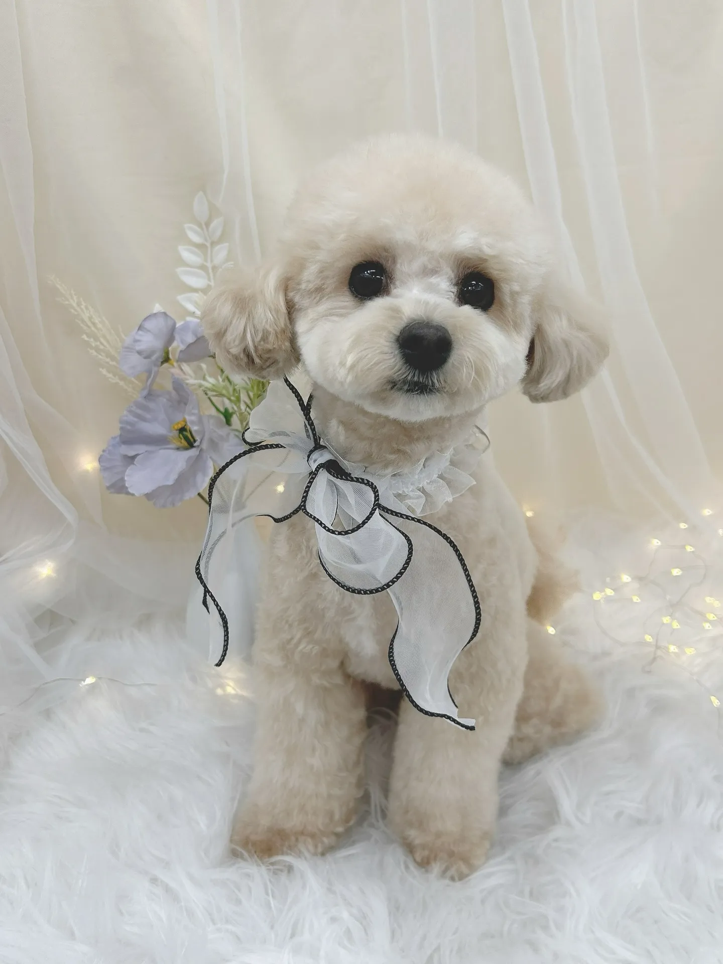 ୨୧ ∴トリミングサロン∴ ୨୧