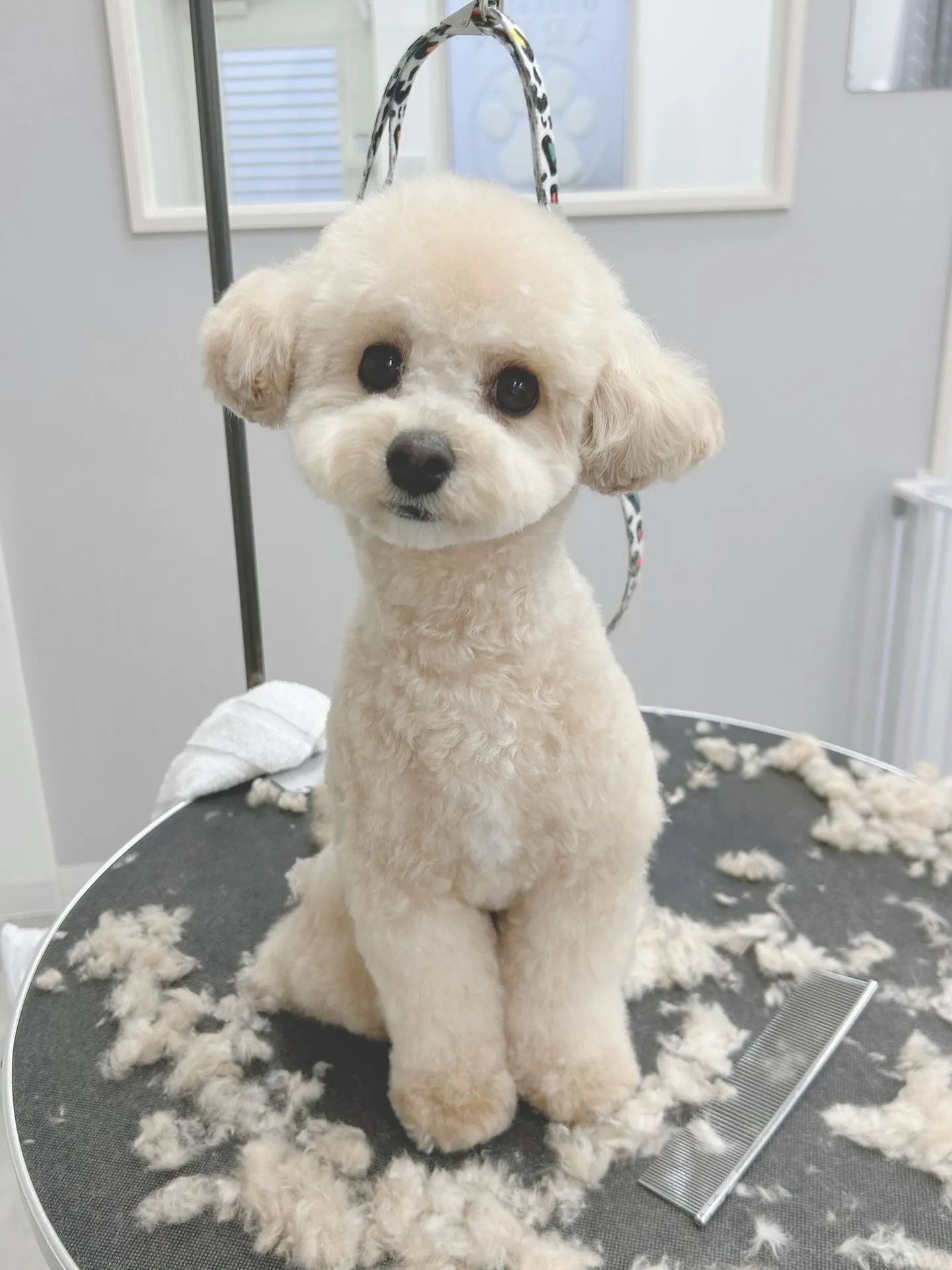 ୨୧ ∴トリミングサロン∴ ୨୧