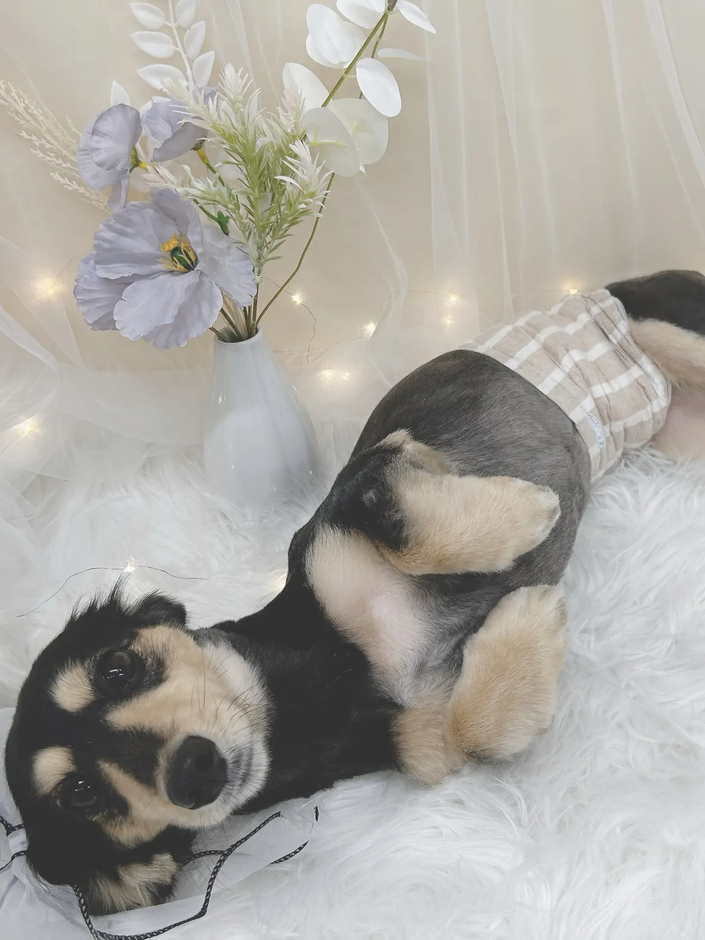 ୨୧ ∴トリミングサロン∴ ୨୧