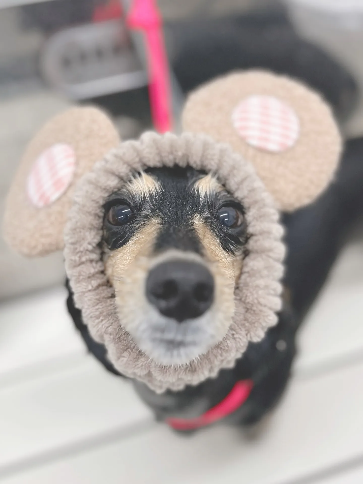 ୨୧ ∴トリミングサロン∴ ୨୧