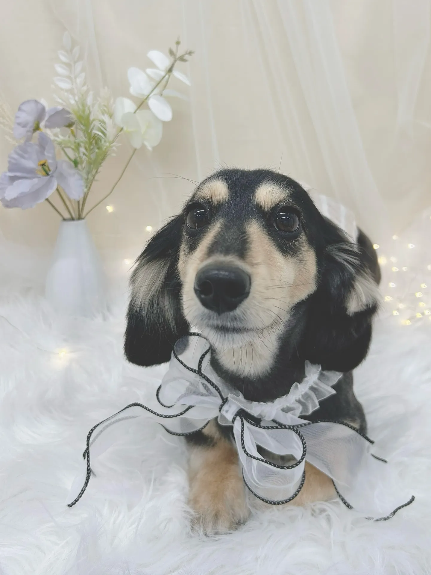 ୨୧ ∴トリミングサロン∴ ୨୧