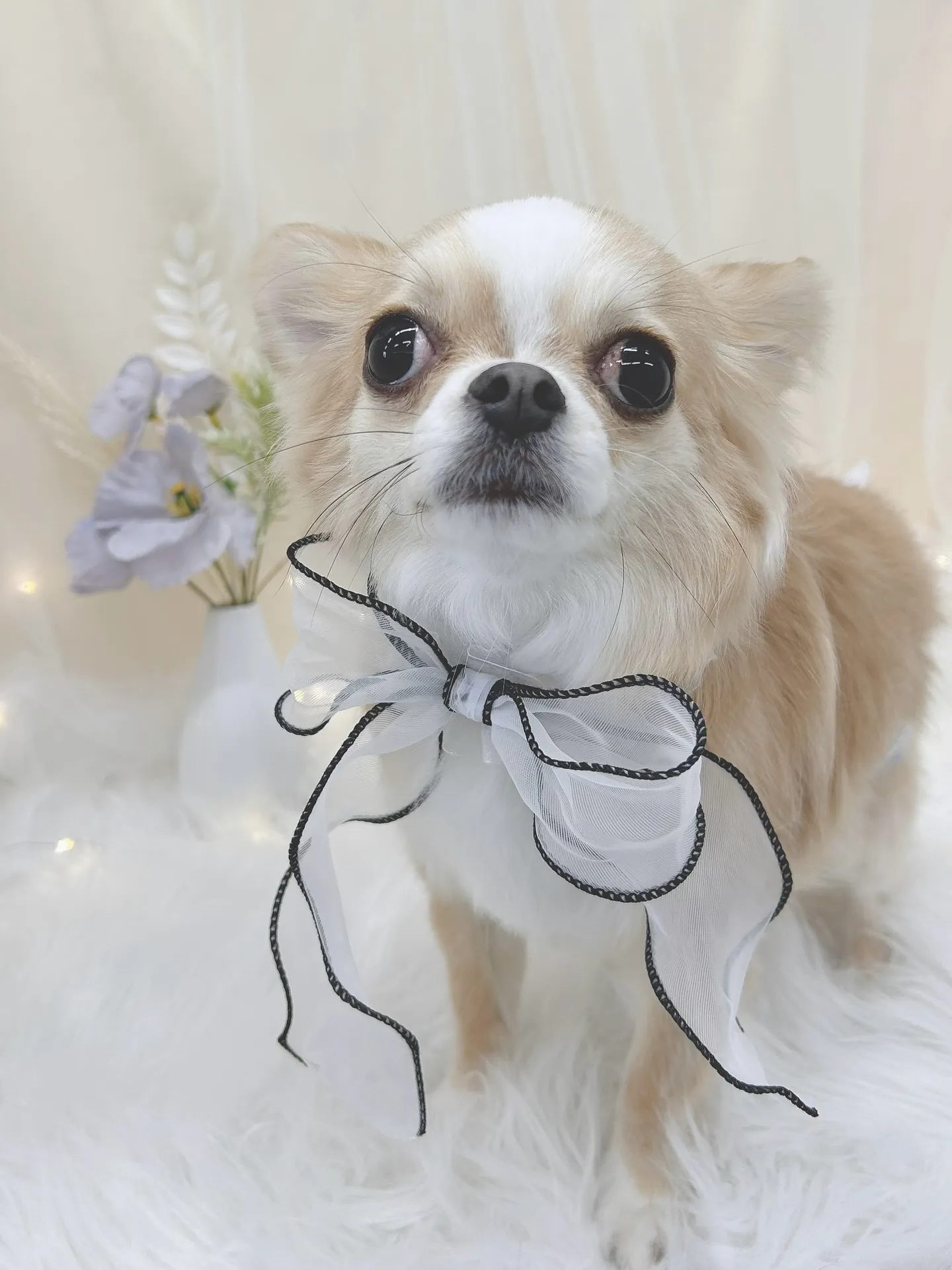 ୨୧ ∴トリミングサロン∴ ୨୧