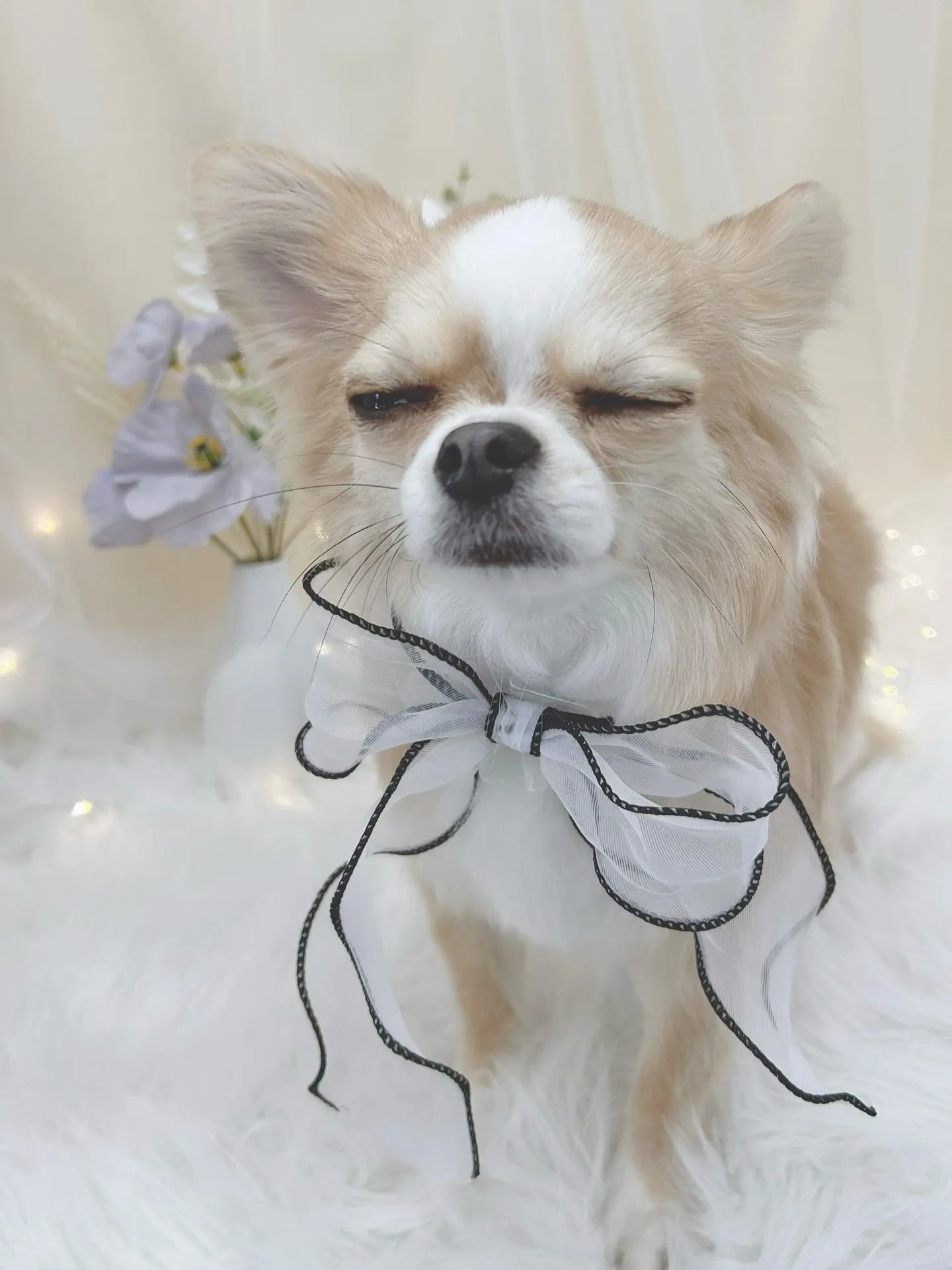 ୨୧ ∴トリミングサロン∴ ୨୧