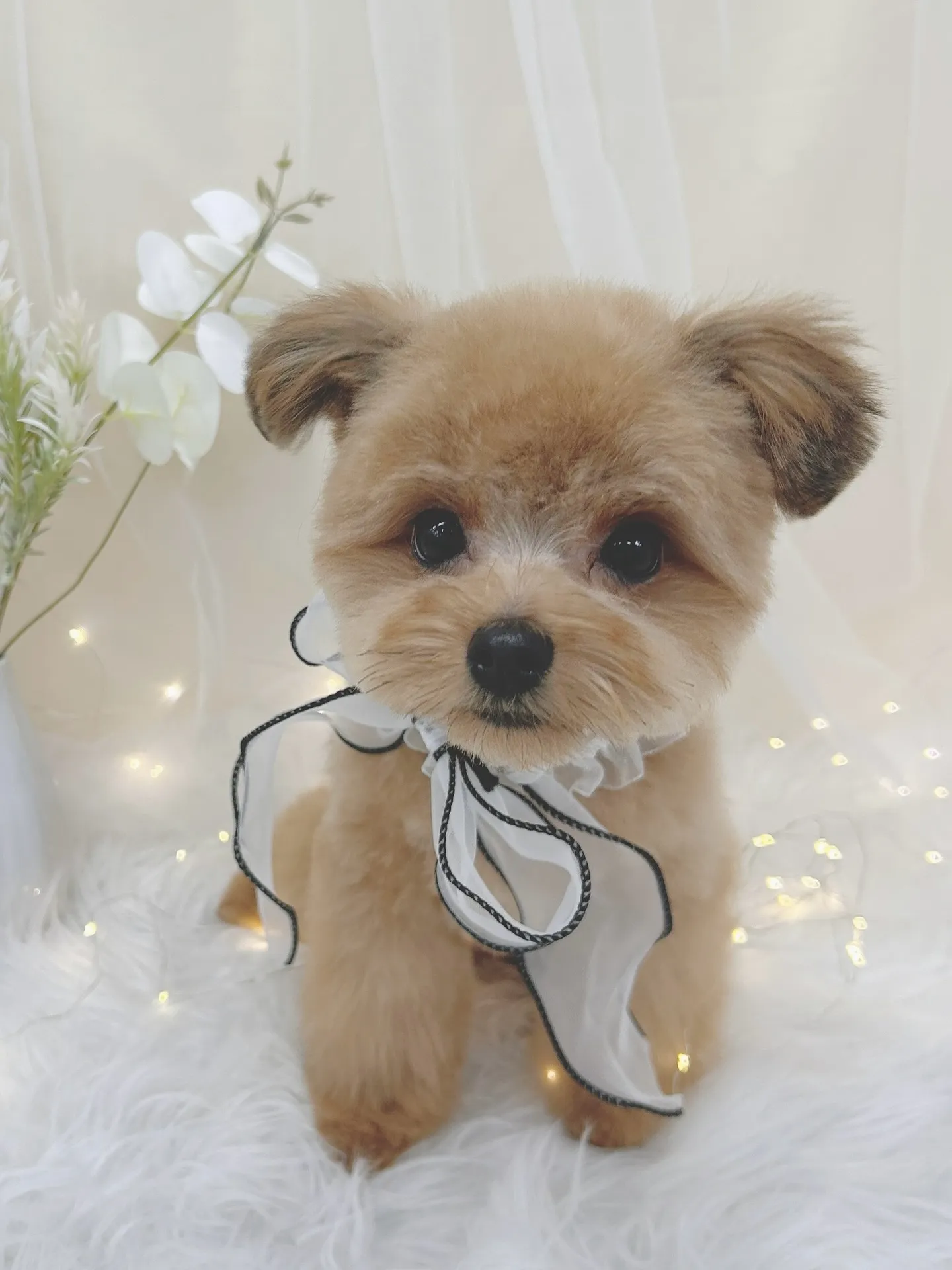 ୨୧ ∴トリミングサロン∴ ୨୧