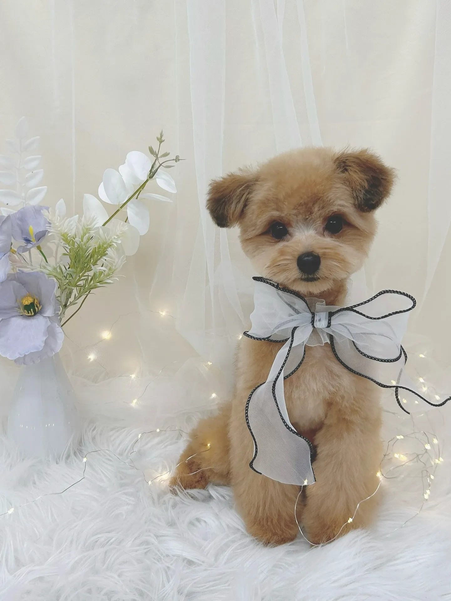 ୨୧ ∴トリミングサロン∴ ୨୧