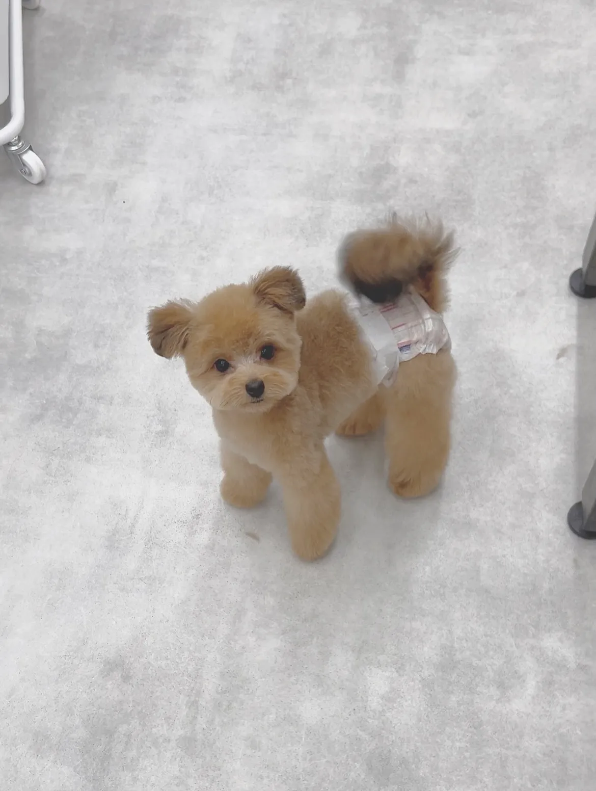 ୨୧ ∴トリミングサロン∴ ୨୧