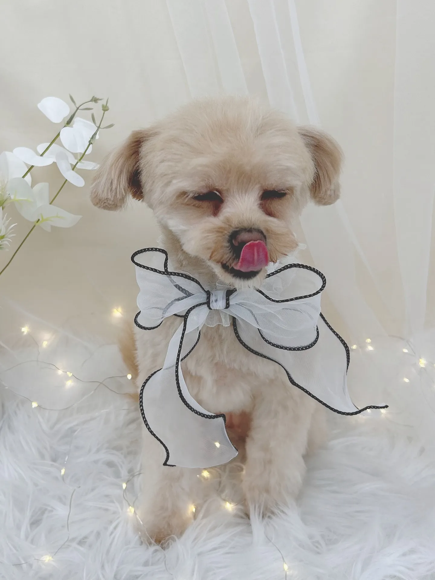 ୨୧ ∴トリミングサロン∴ ୨୧