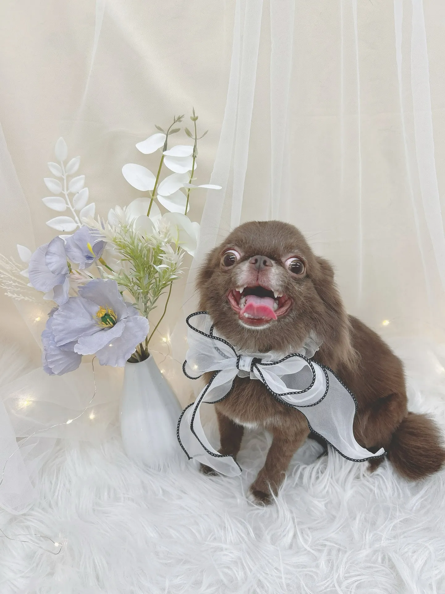 ୨୧ ∴トリミングサロン∴ ୨୧