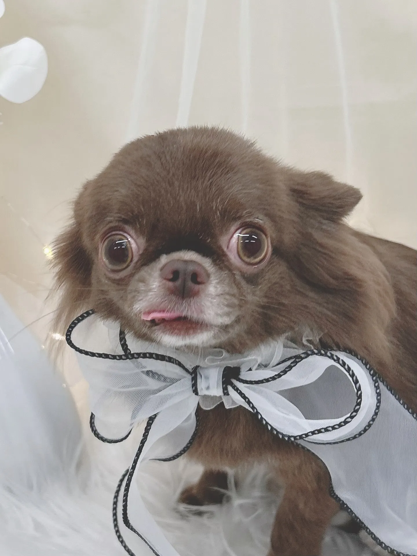 ୨୧ ∴トリミングサロン∴ ୨୧