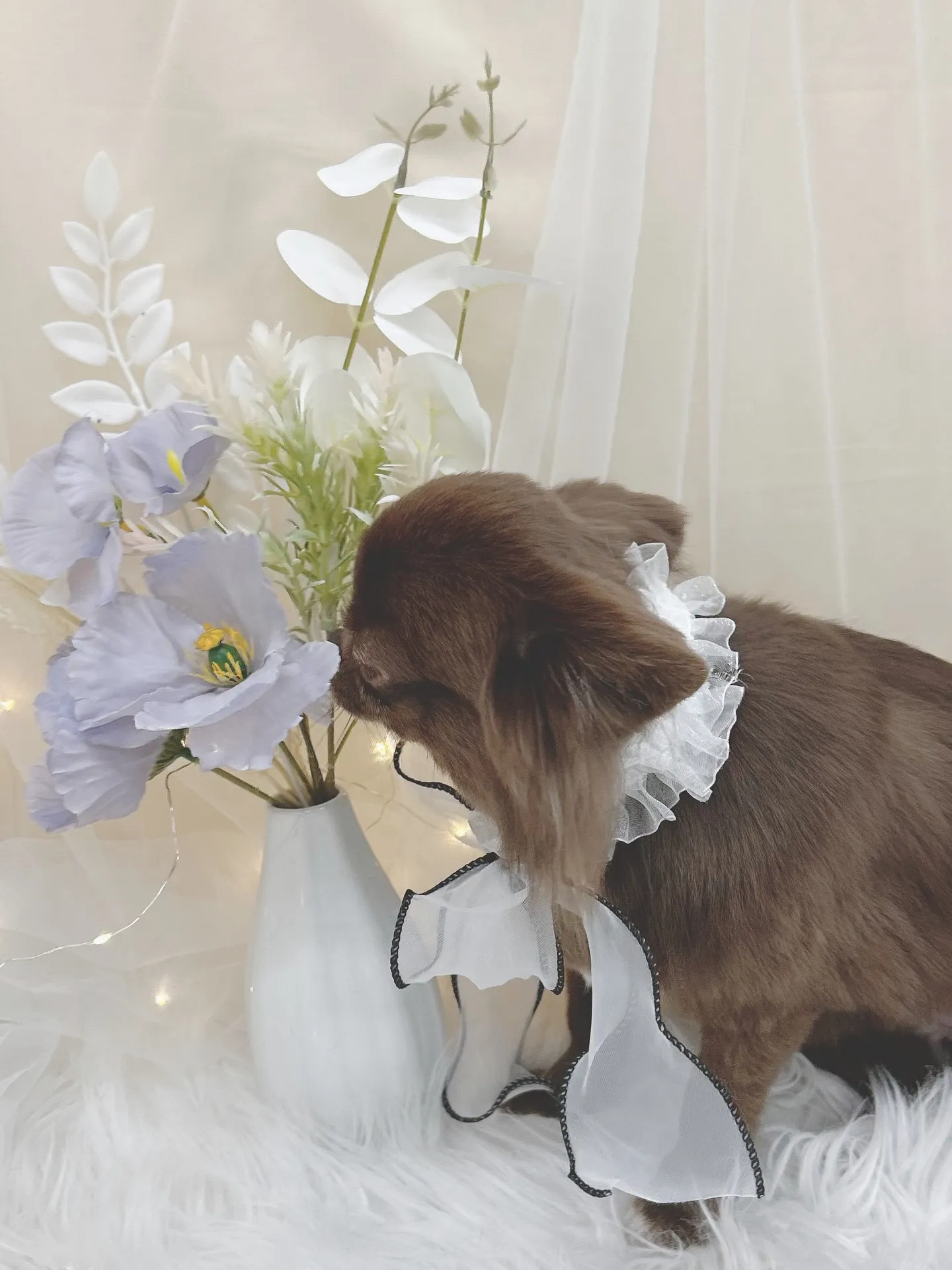 ୨୧ ∴トリミングサロン∴ ୨୧