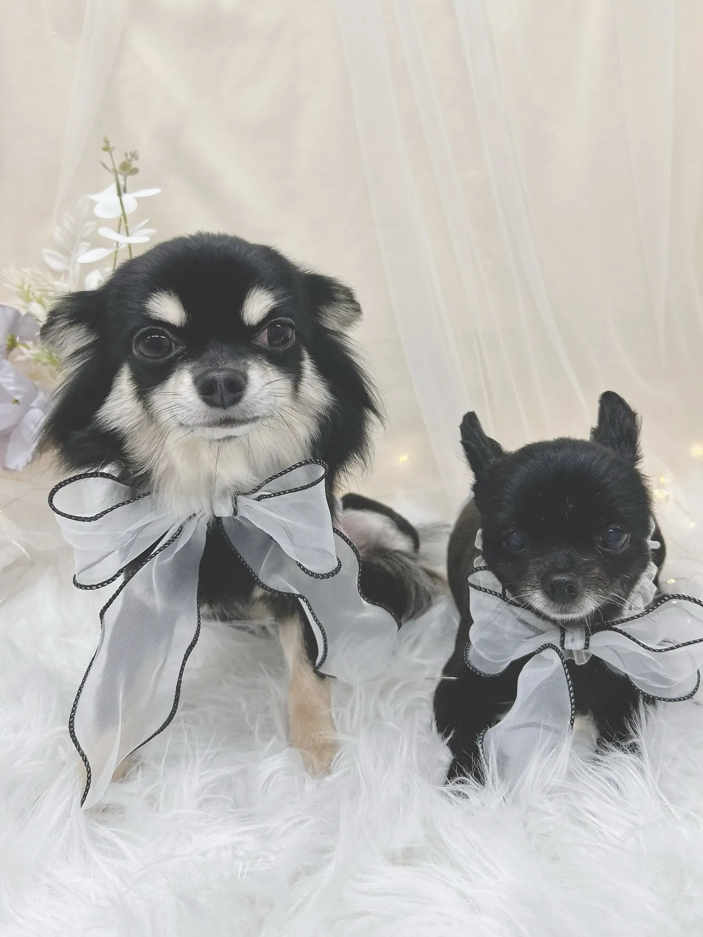 ୨୧ ∴トリミングサロン∴ ୨୧