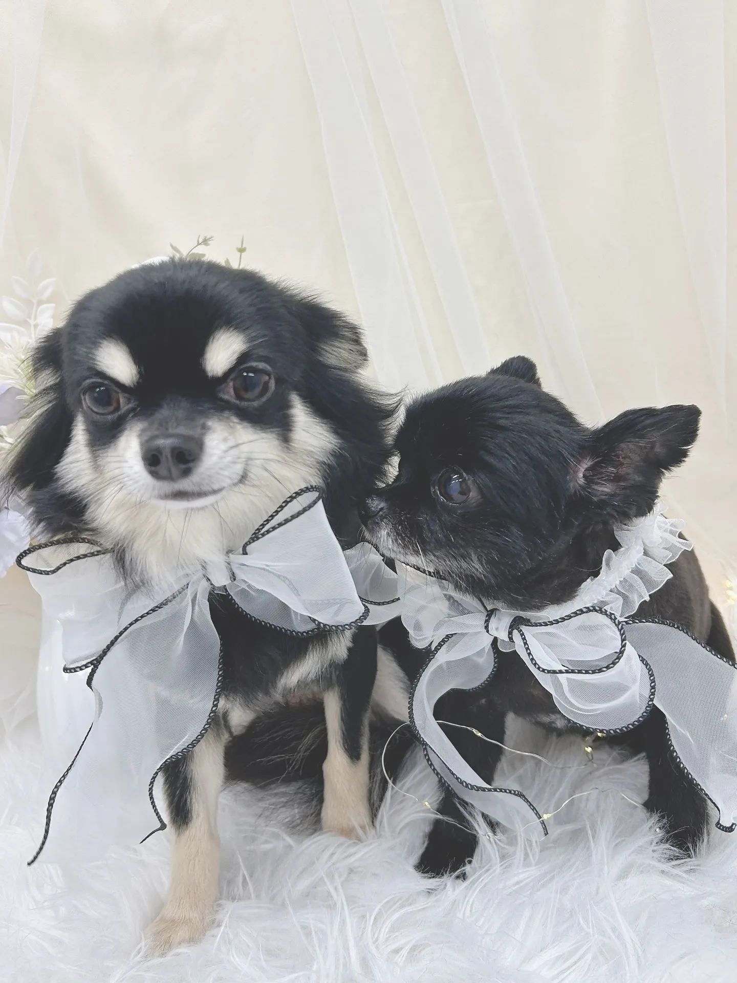 ୨୧ ∴トリミングサロン∴ ୨୧