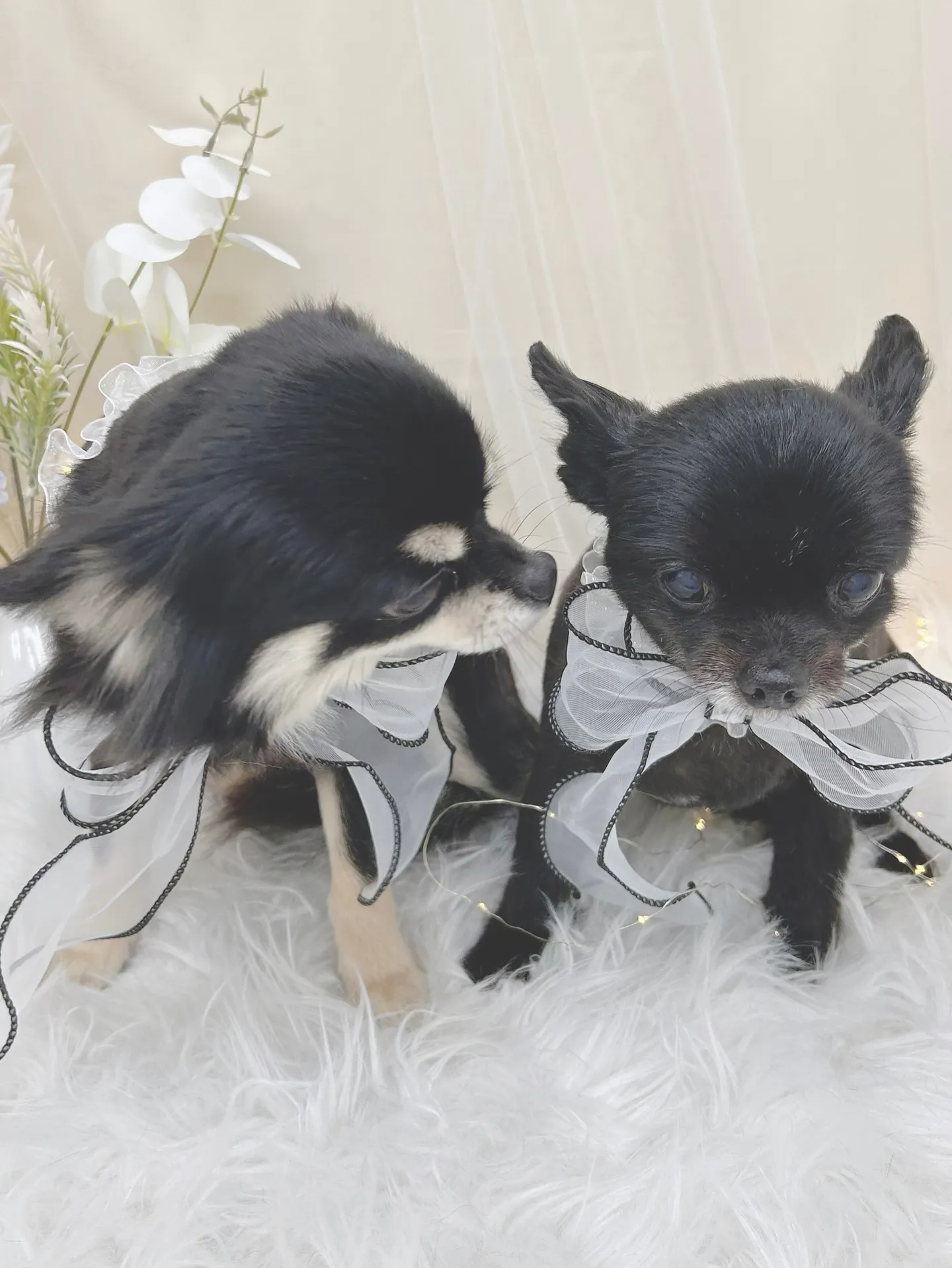 ୨୧ ∴トリミングサロン∴ ୨୧