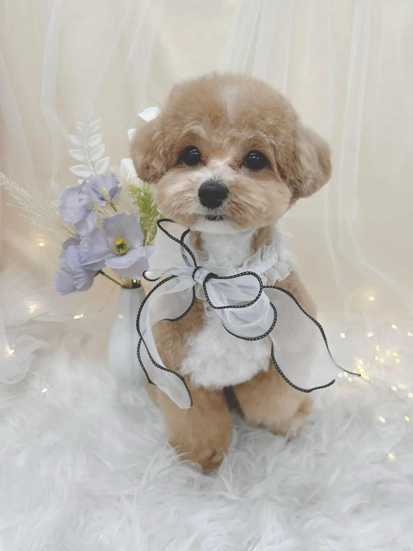 ୨୧ ∴トリミングサロン∴ ୨୧