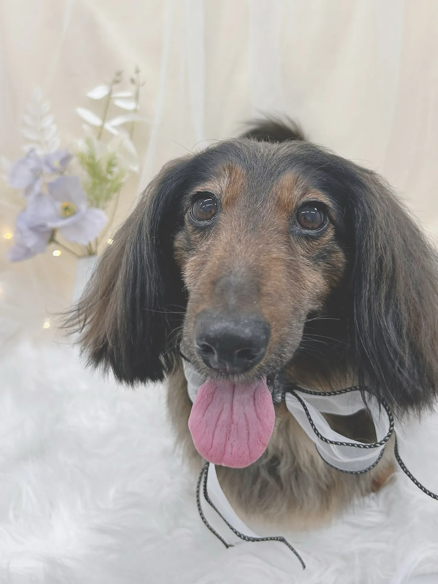 ୨୧ ∴トリミングサロン∴ ୨୧