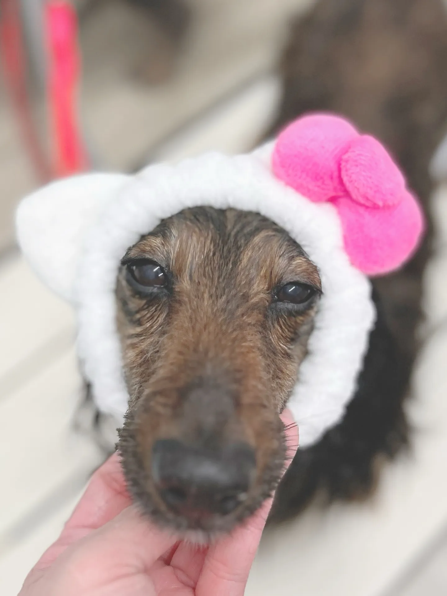 ୨୧ ∴トリミングサロン∴ ୨୧