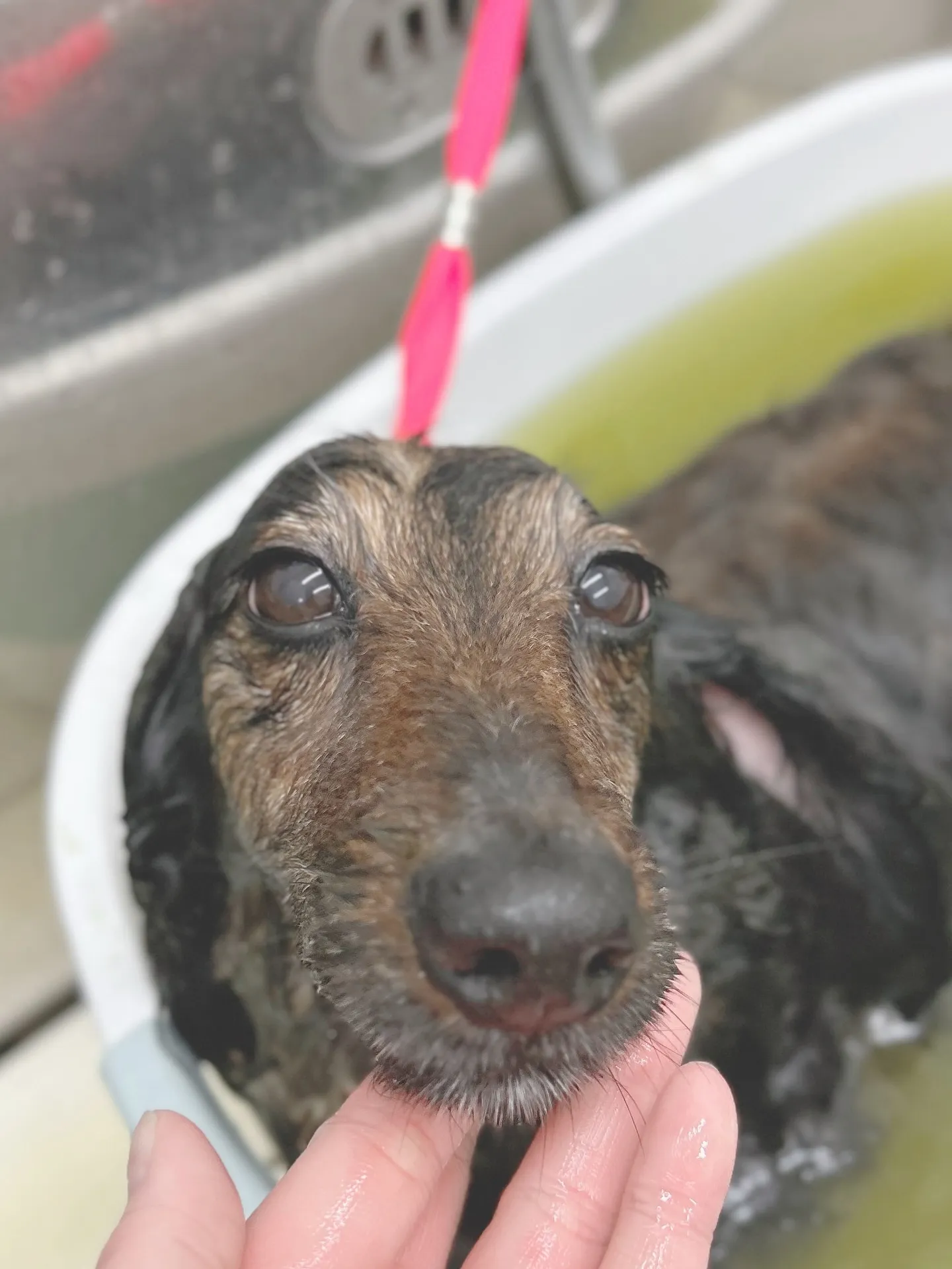 ୨୧ ∴トリミングサロン∴ ୨୧