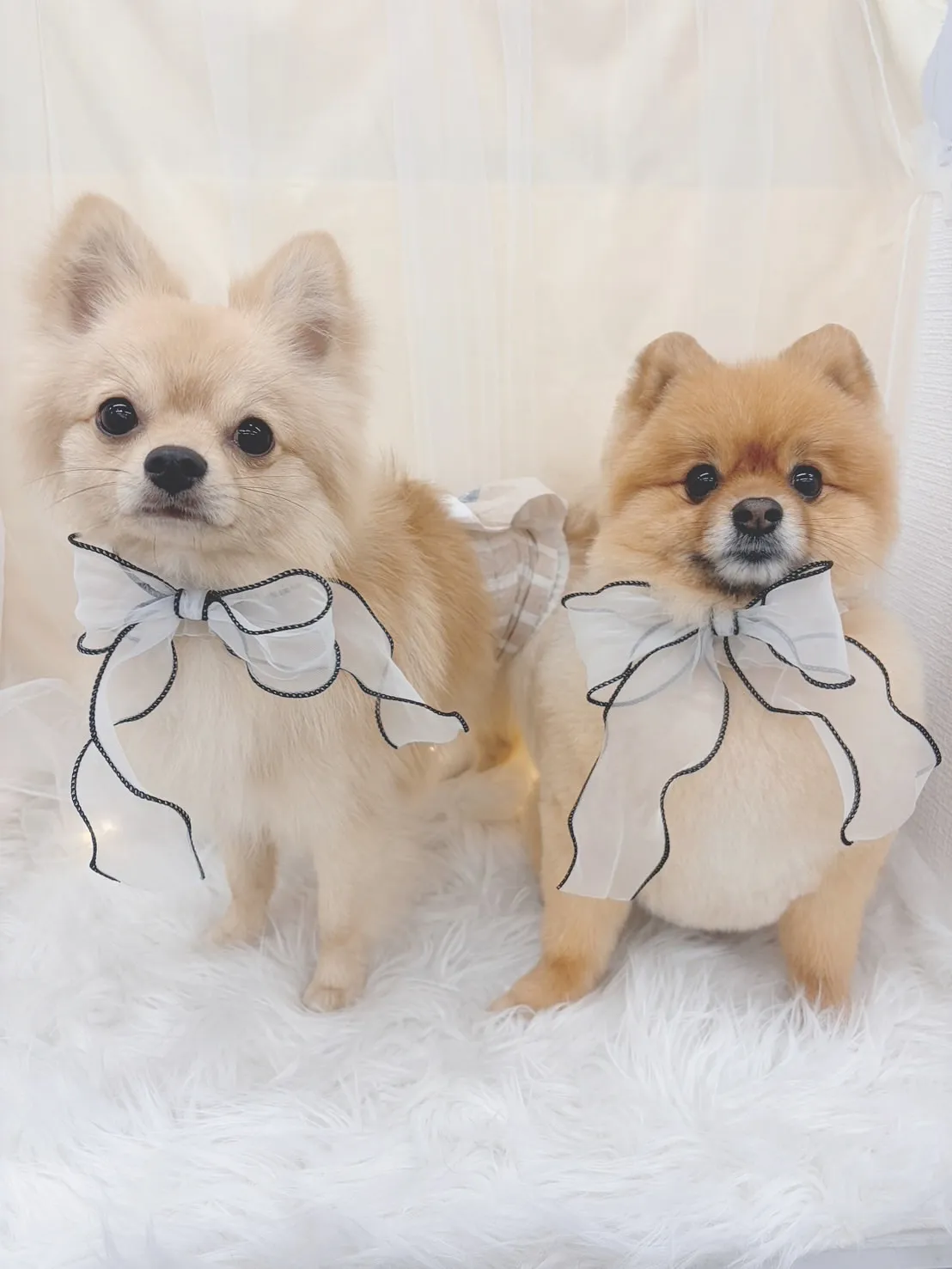 ୨୧ ∴トリミングサロン∴ ୨୧