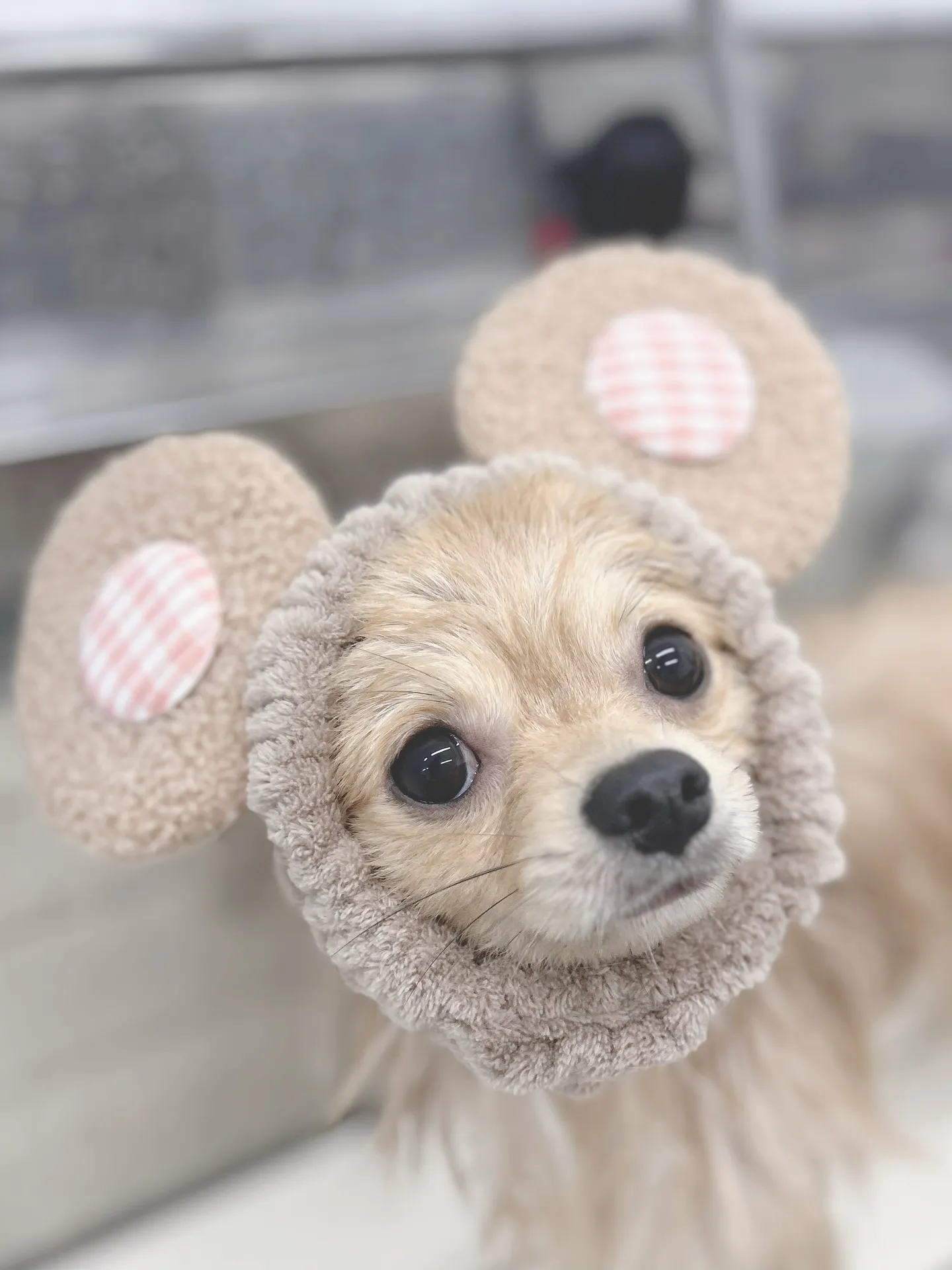 ୨୧ ∴トリミングサロン∴ ୨୧